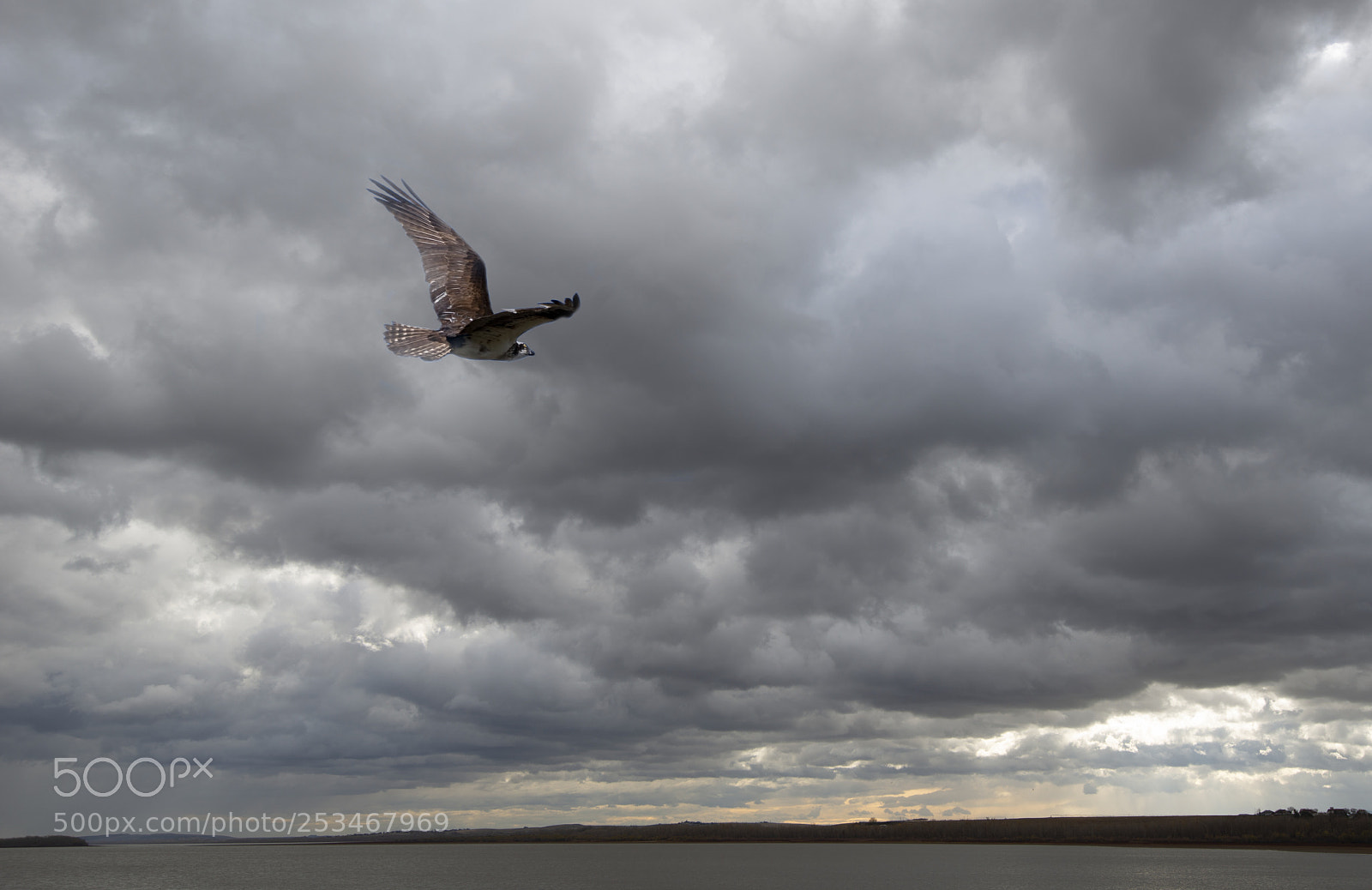 Nikon D800 sample photo. Osprey in flight photography