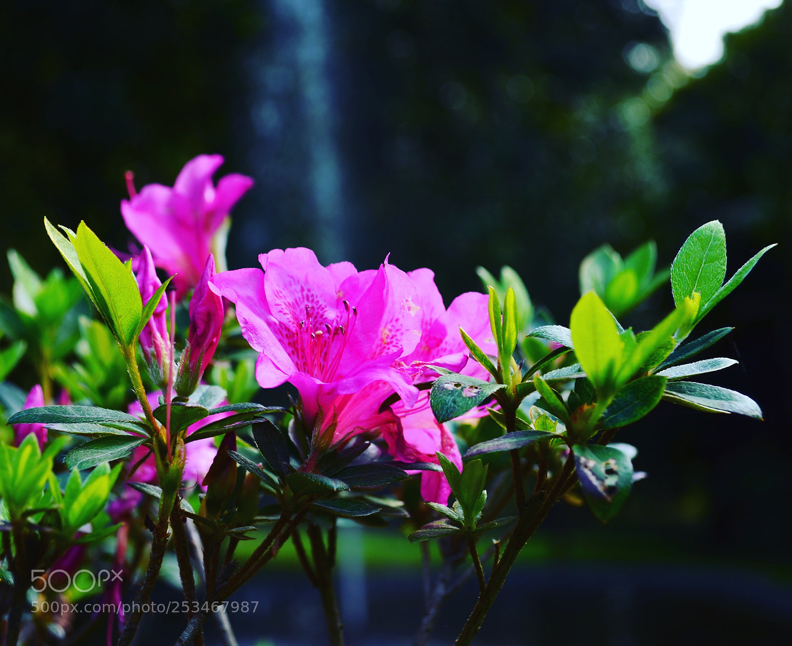 Nikon D5100 sample photo. Azores bokeh photography