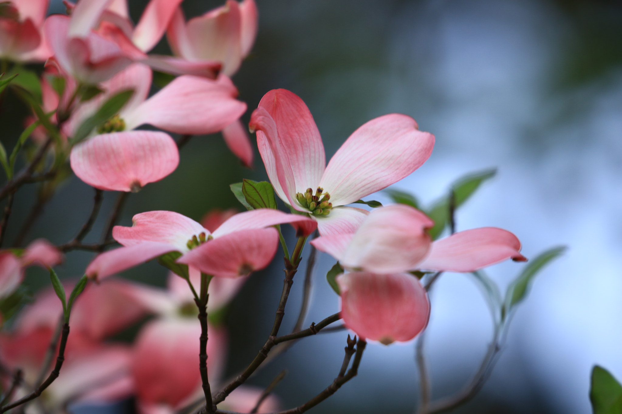 Canon EOS 7D Mark II sample photo. ハナミズキ photography