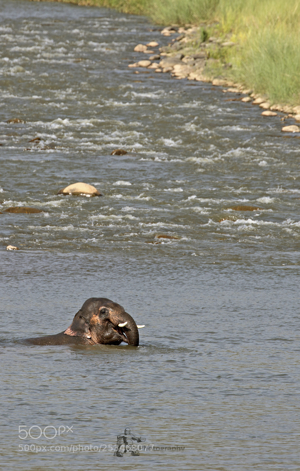 Canon EOS 7D Mark II sample photo. Elephant photography