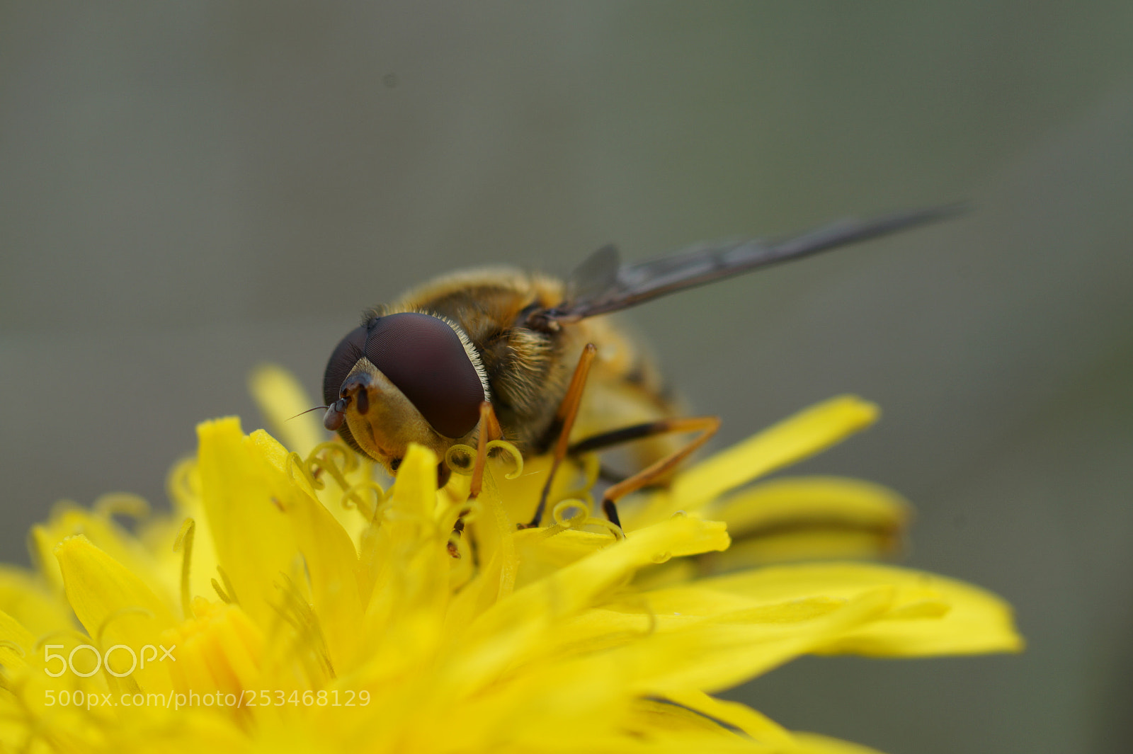 Sony SLT-A58 sample photo. Abejaa photography