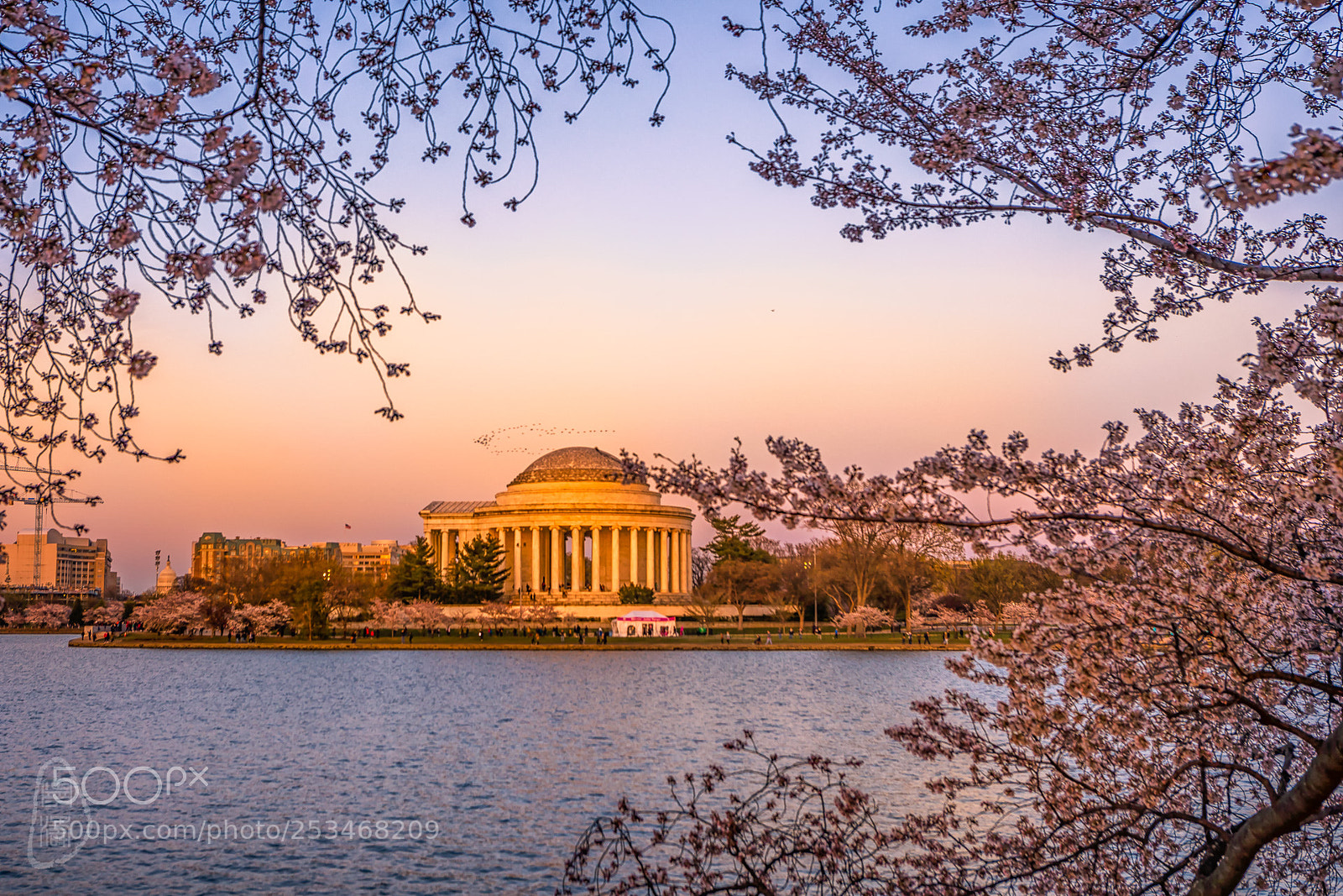 Canon EOS 5D Mark IV sample photo. Cherry blossoms photography