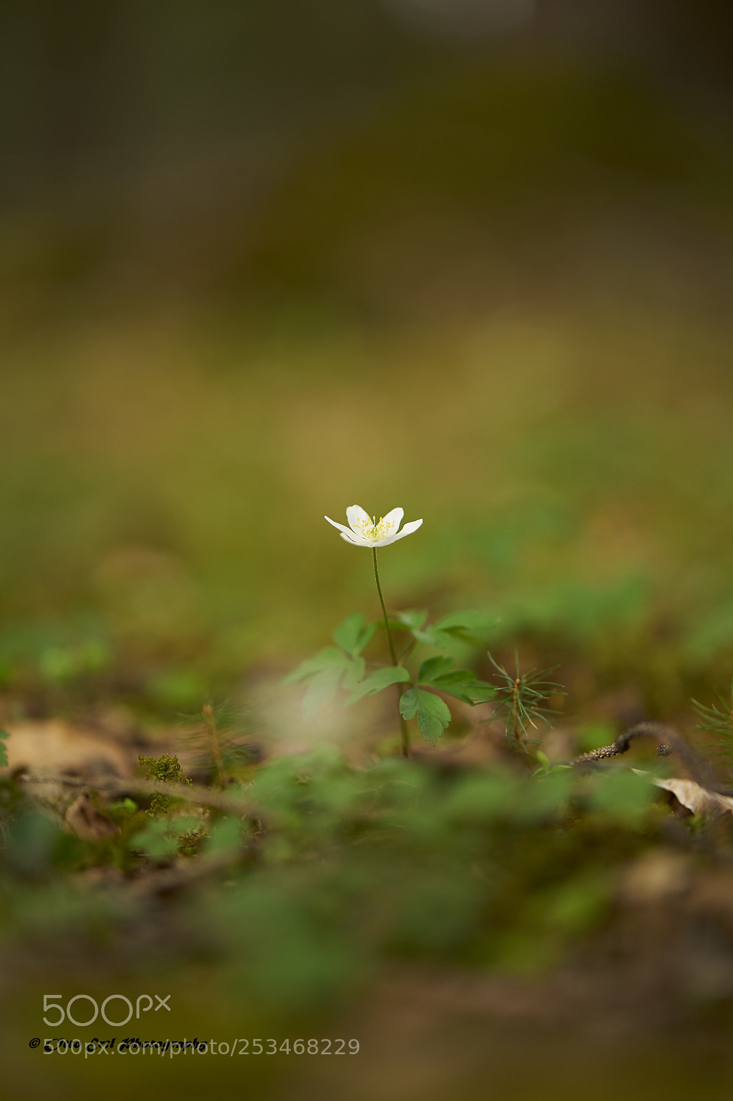 Sony a7 II sample photo. One flower photography