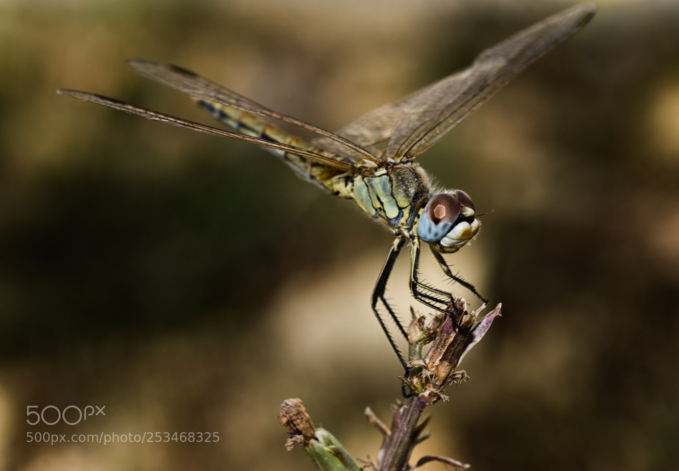 Nikon D200 sample photo. Dragonfly photography