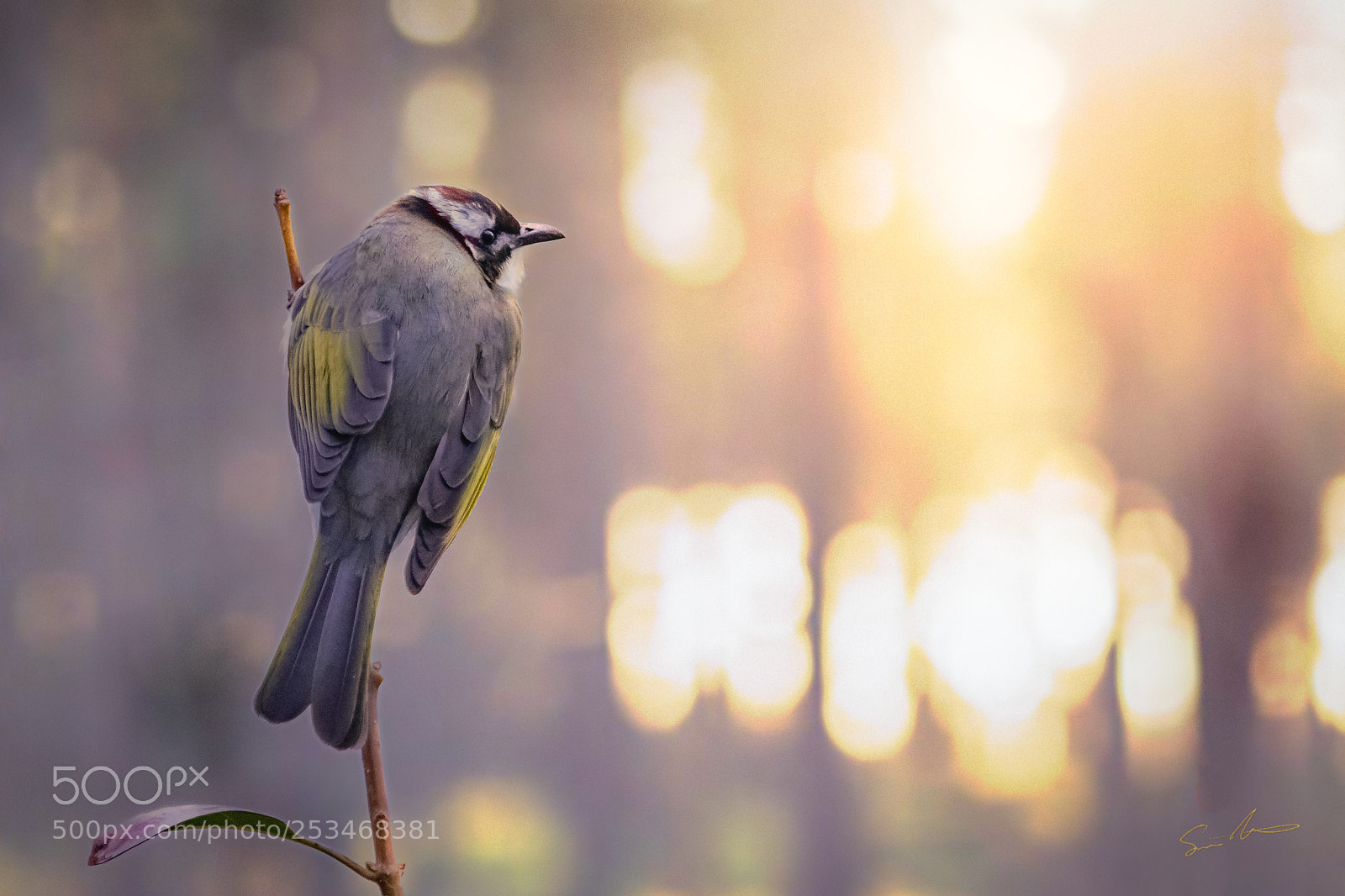 Canon EOS 7D Mark II sample photo. Light vented bulbul qingdao photography