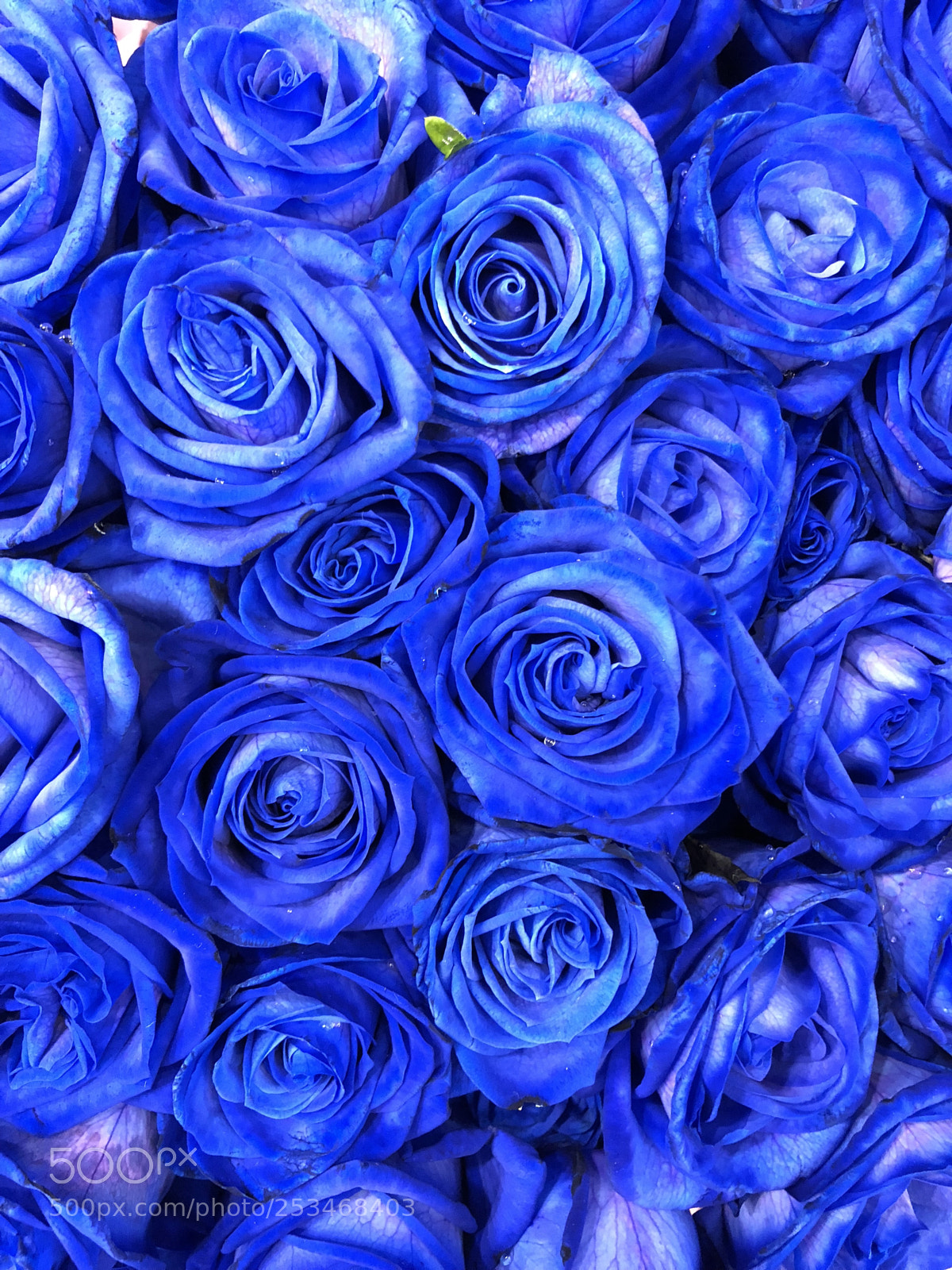 Apple iPhone X sample photo. Feel the blue photography