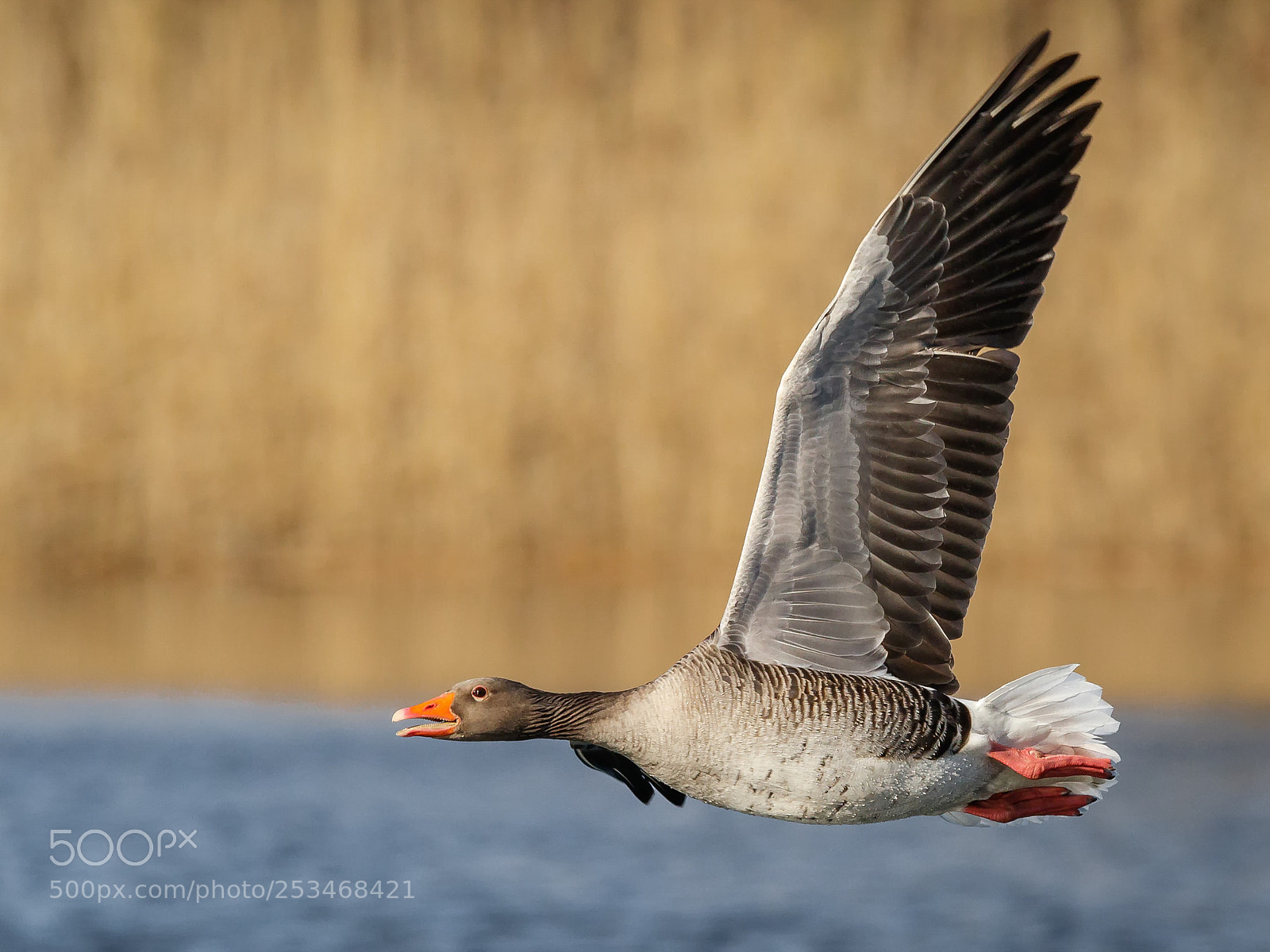 Canon EOS 7D Mark II sample photo. Grey goose photography
