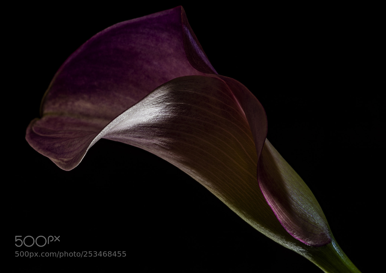 Nikon D810 sample photo. Purple calla i photography