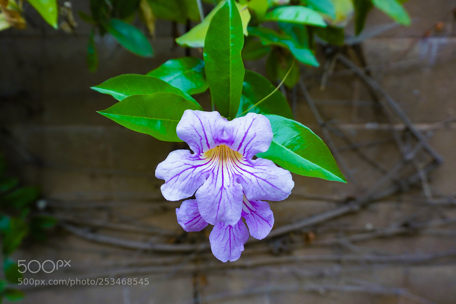 Sony a7R III sample photo. Purple tulip photography