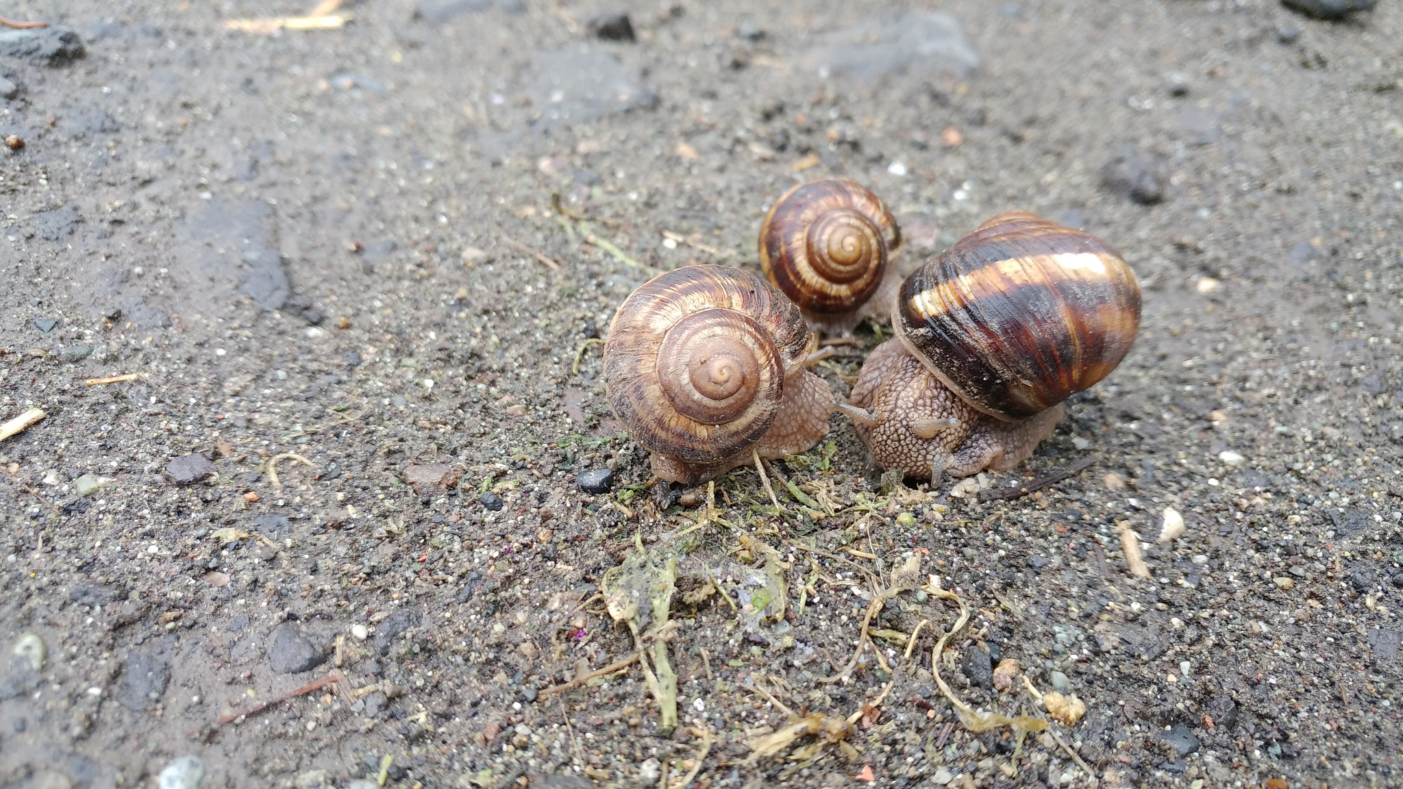 LG G5 SE sample photo. Snails photography