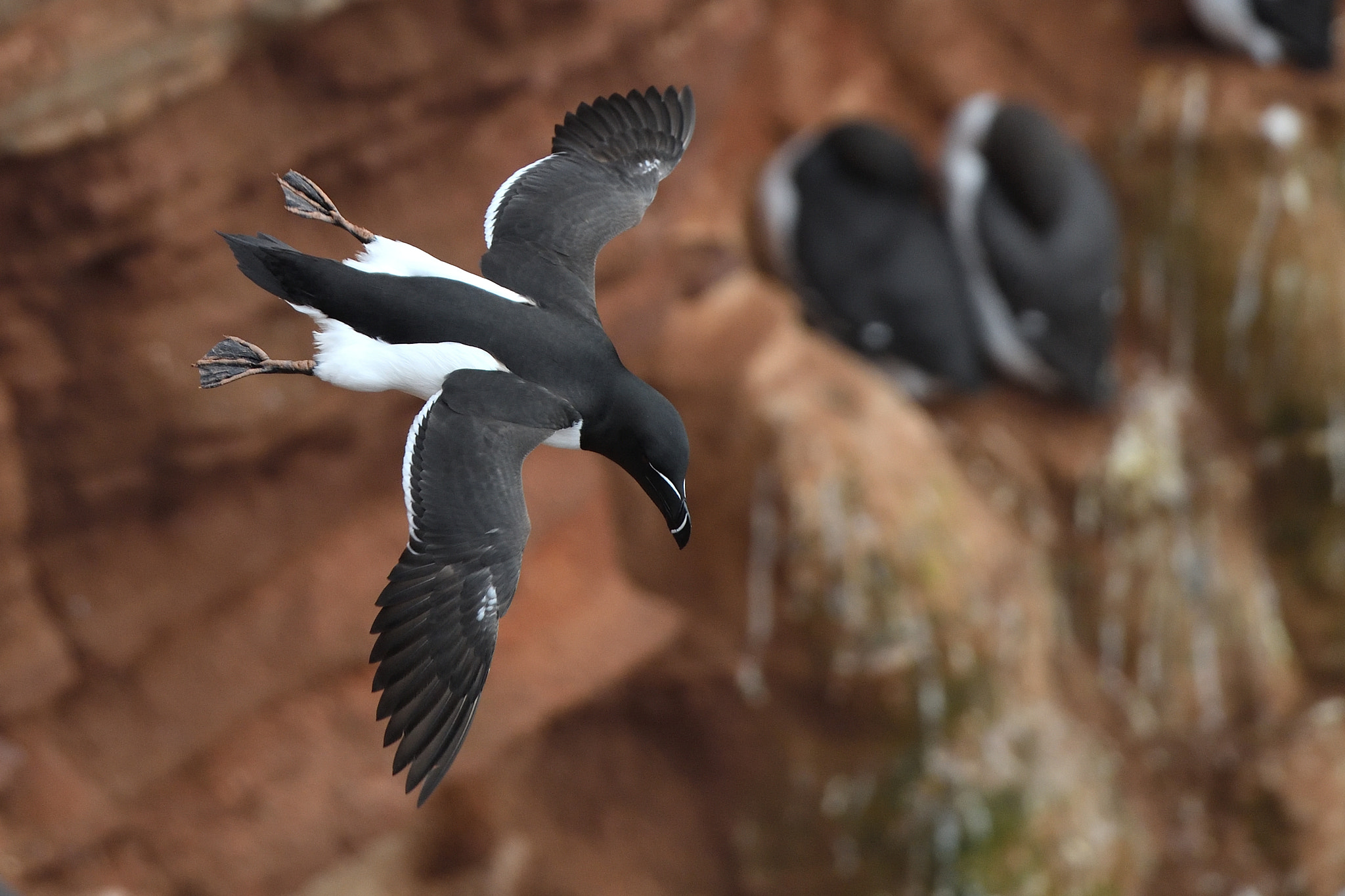 Nikon AF-S Nikkor 500mm F4G ED VR sample photo. Razorbill in flight photography