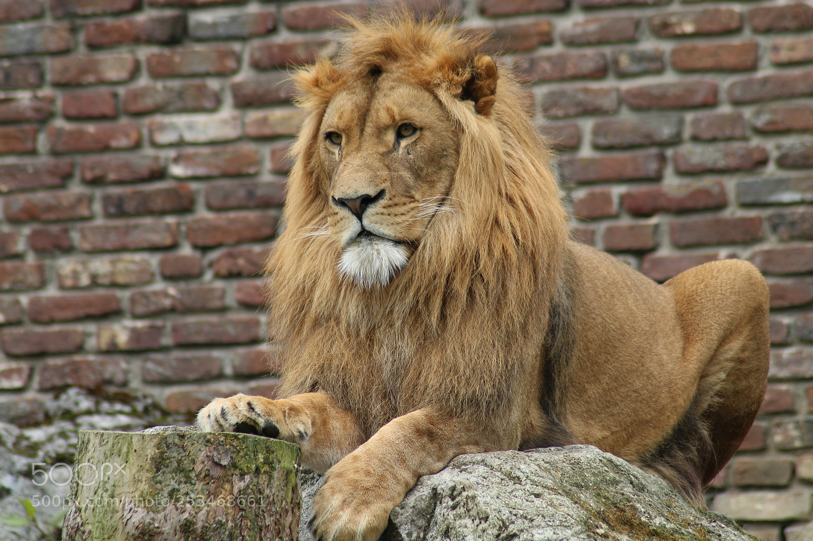 Canon EOS 70D sample photo. Lion 3 photography