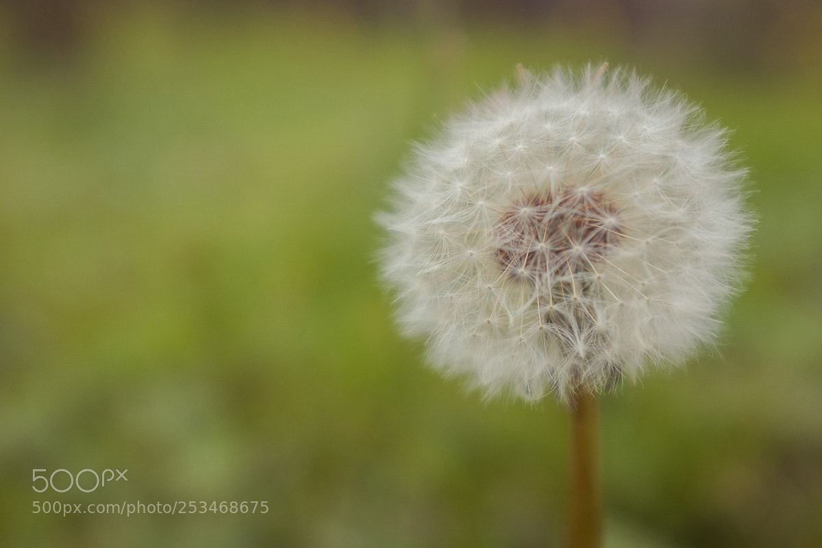 Fujifilm X100T sample photo. Dandelion photography