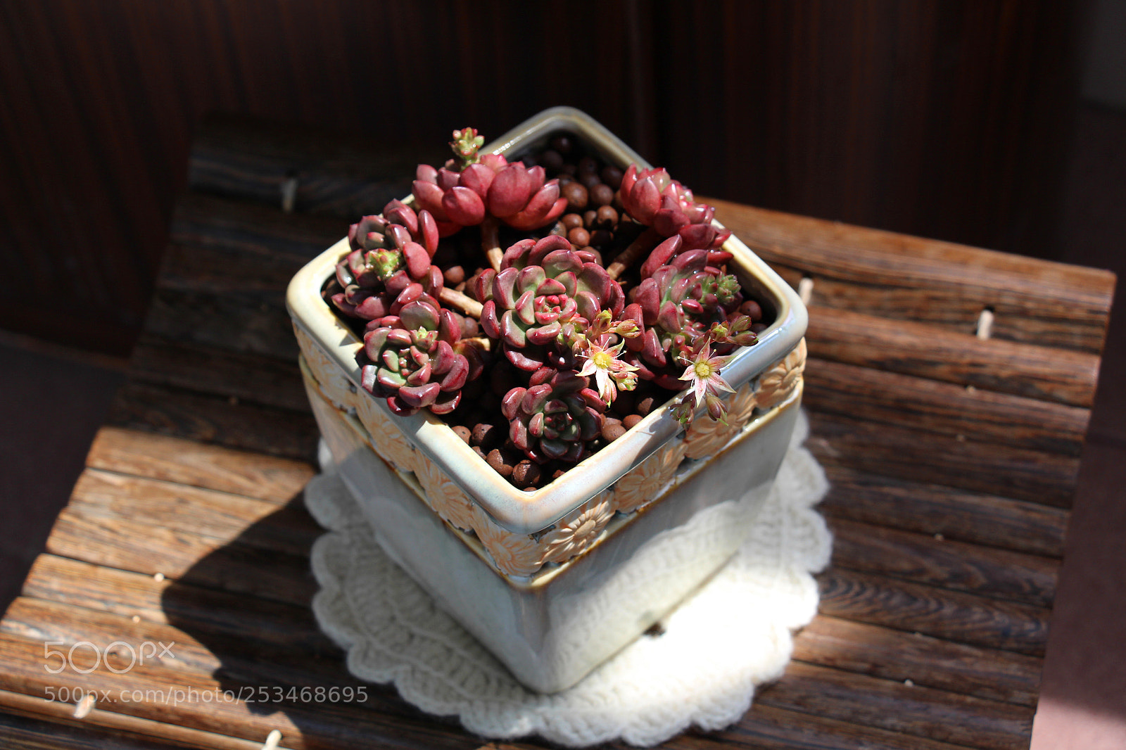 Canon EOS 700D (EOS Rebel T5i / EOS Kiss X7i) sample photo. 多肉植物 photography