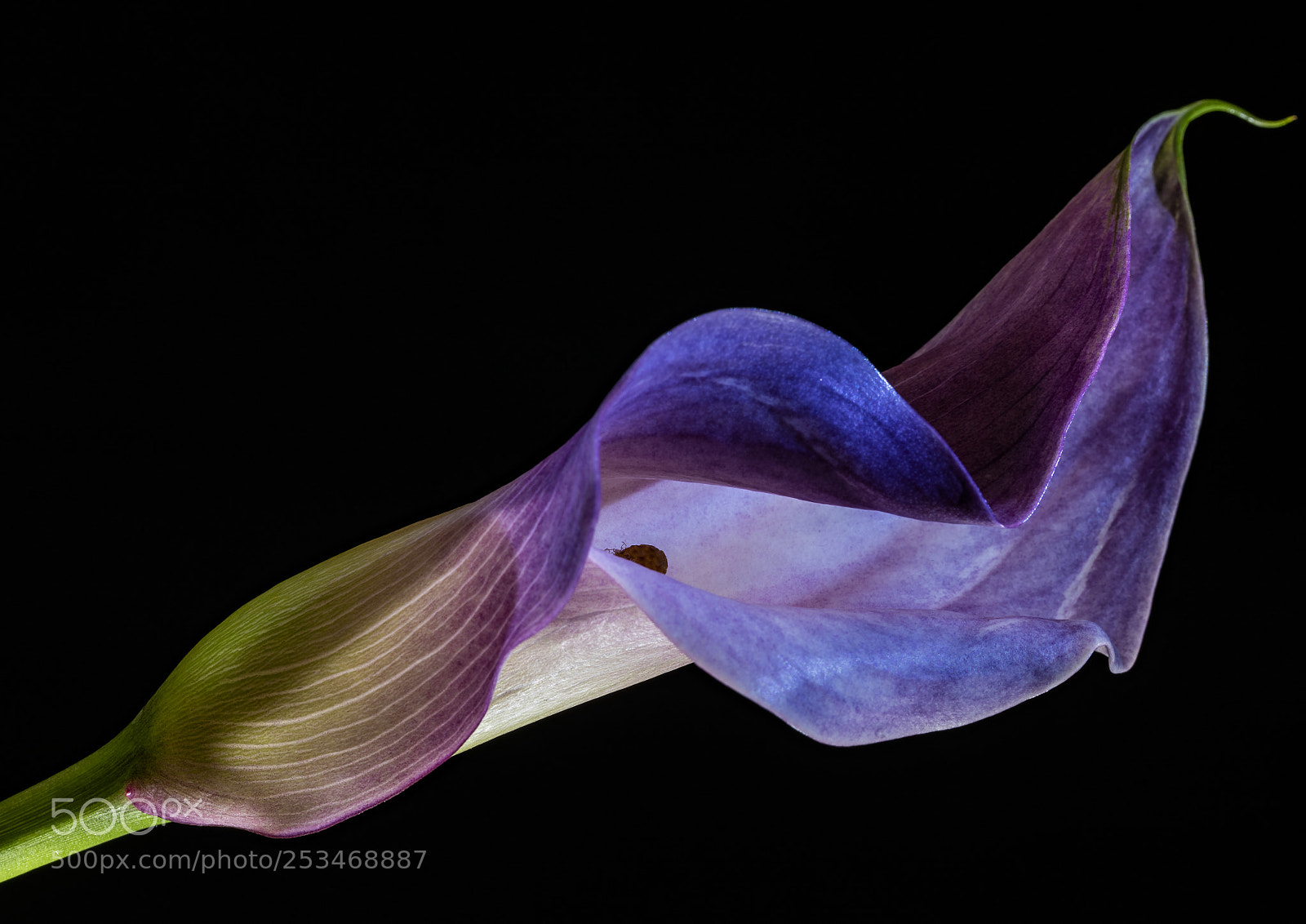 Nikon D810 sample photo. Purple calla ii photography