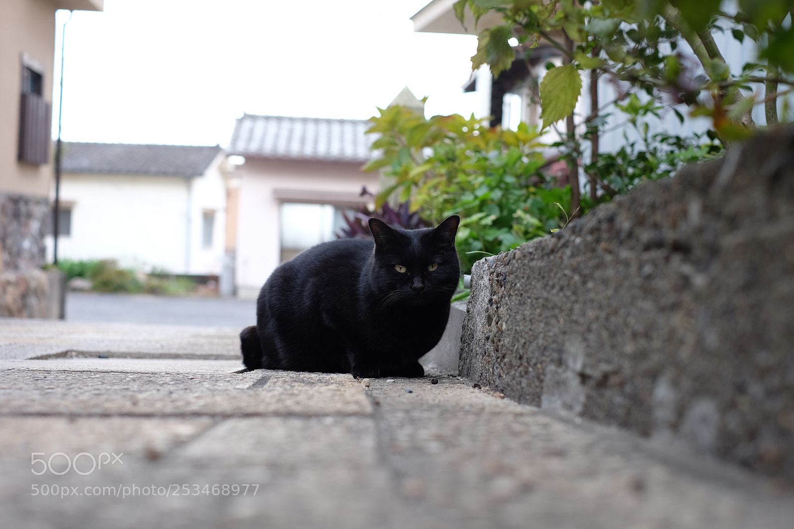 Fujifilm X-T1 sample photo. Haruphoto cat photography