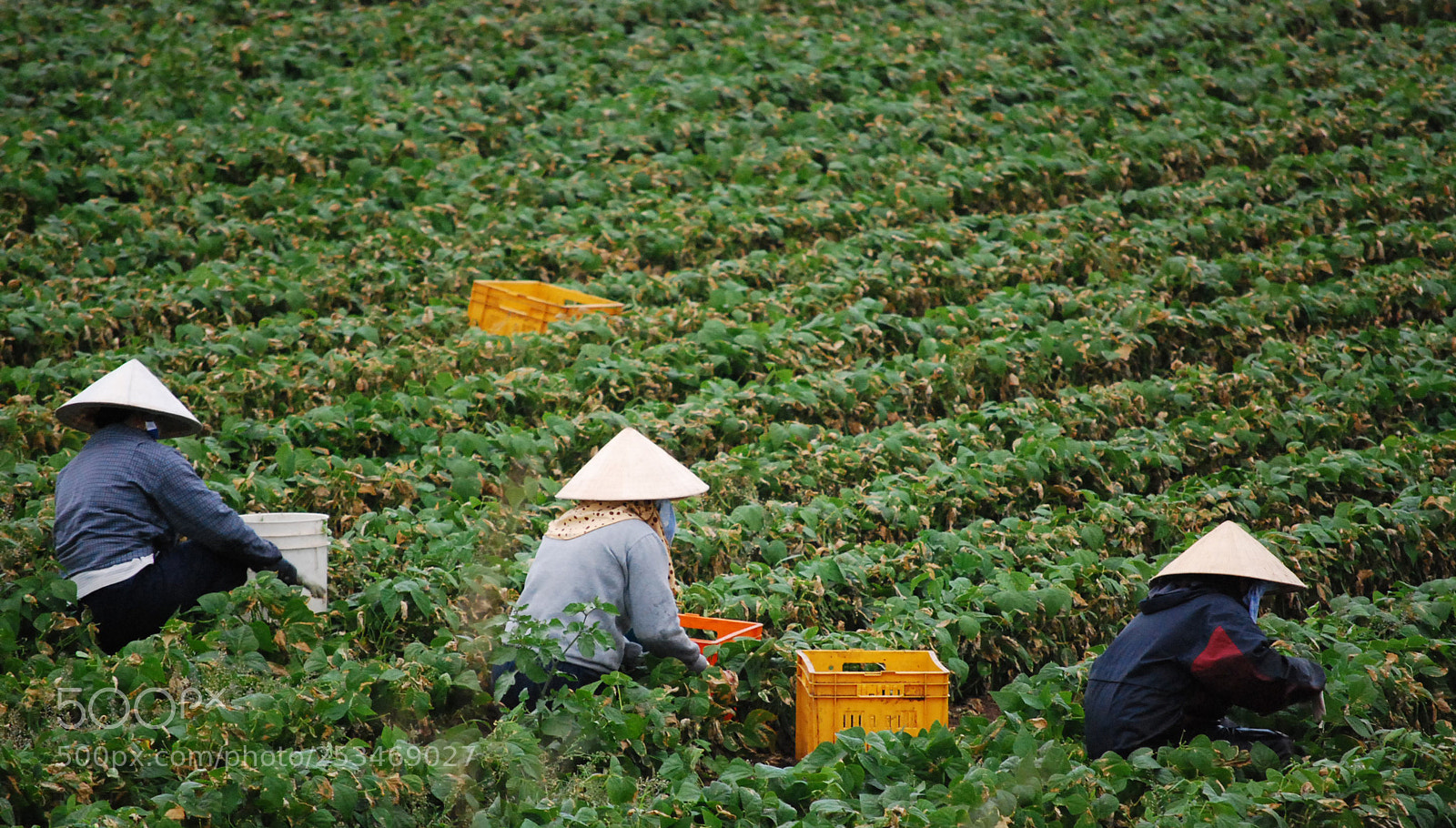 Nikon D40X sample photo. The harvest photography