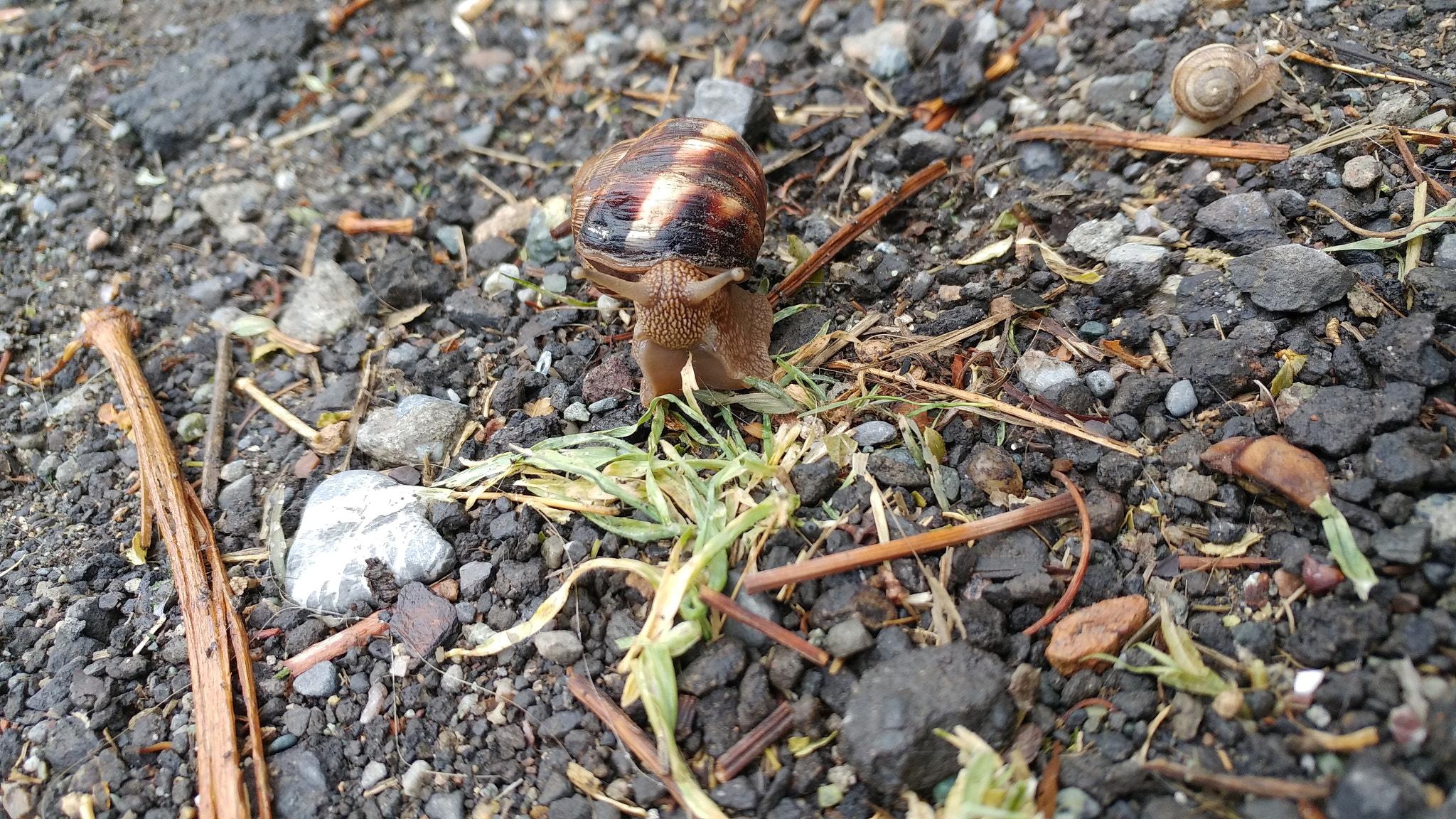LG G5 SE sample photo. 🐌 snail photography