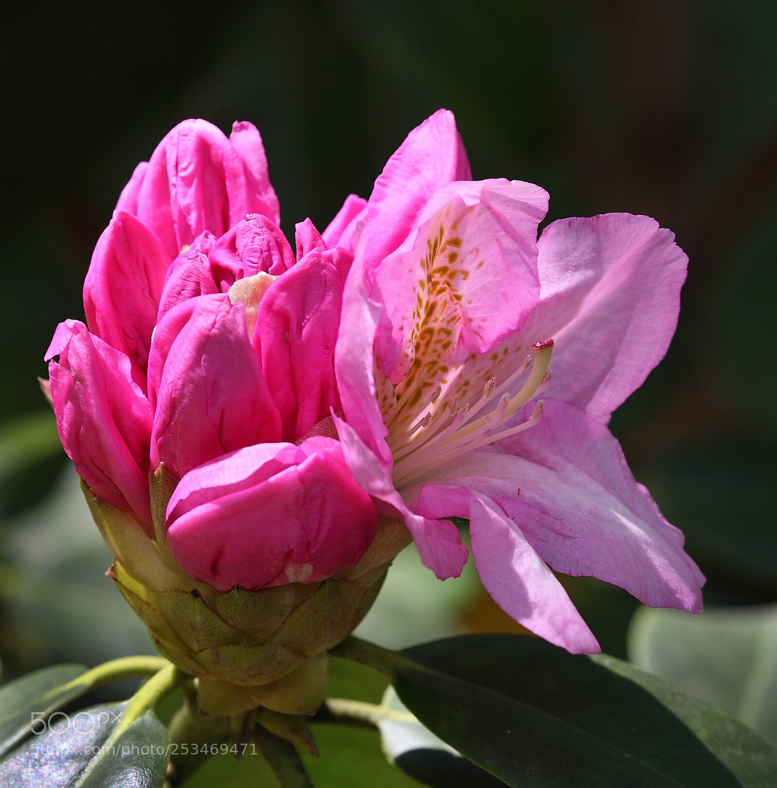 Canon EOS 5D Mark II sample photo. Untitled photography
