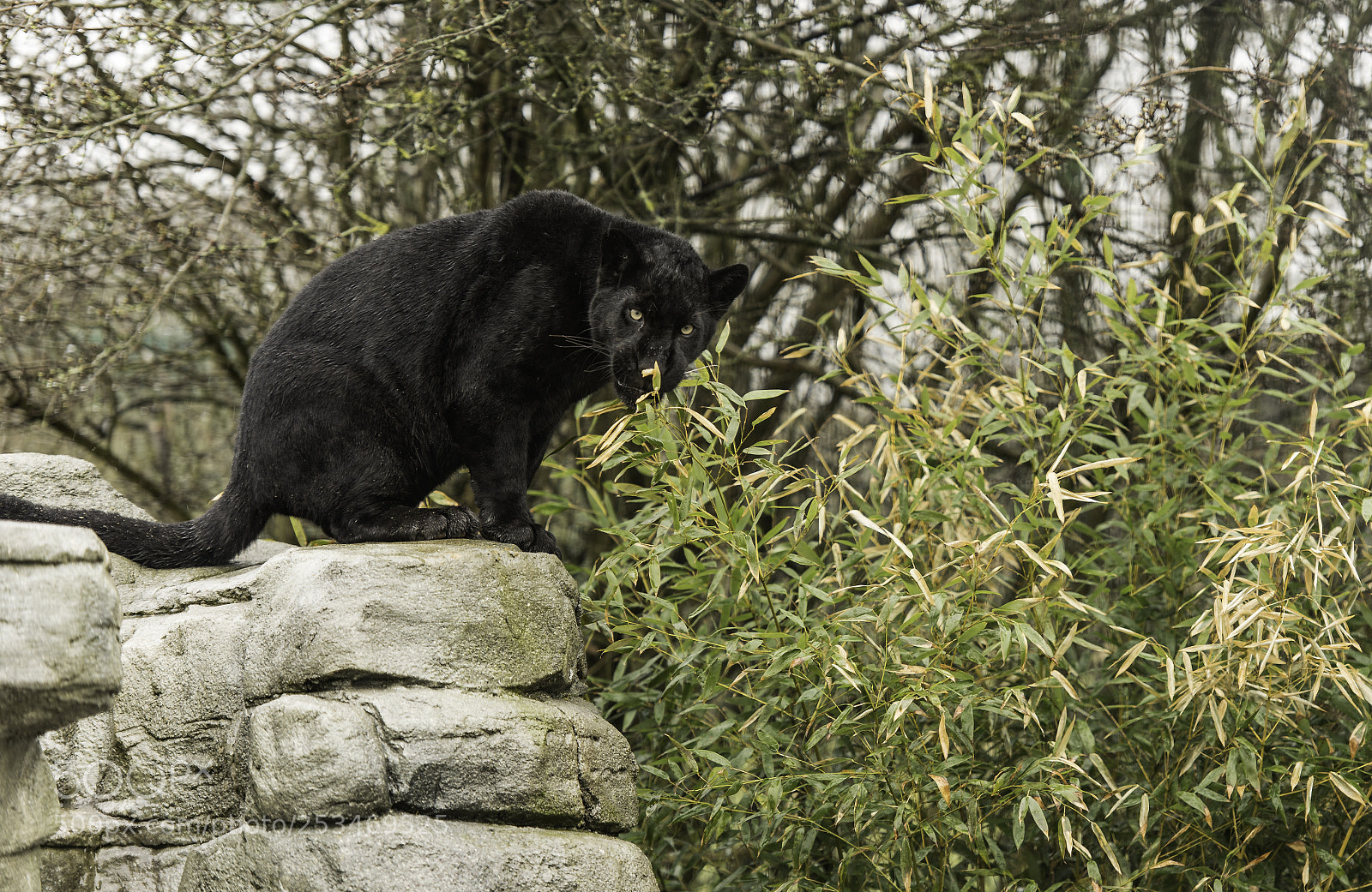 Nikon D5 sample photo. Black jaguar series photography