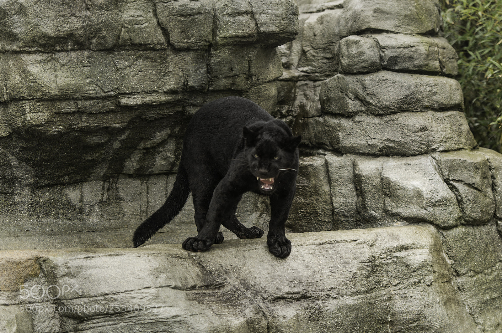 Nikon D5 sample photo. Black jaguar series photography