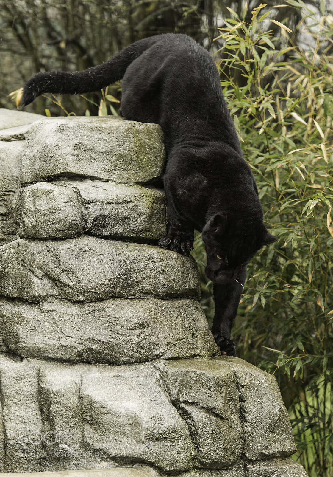 Nikon D5 sample photo. Black jaguar series photography