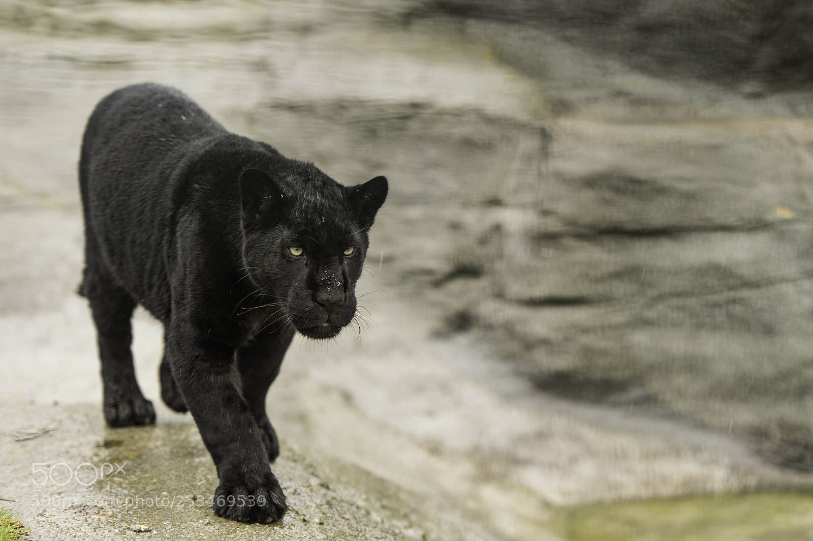 Nikon D5 sample photo. Black jaguar series photography