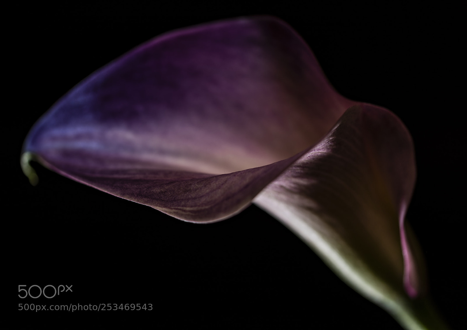 Nikon D810 sample photo. Purple calla iii photography
