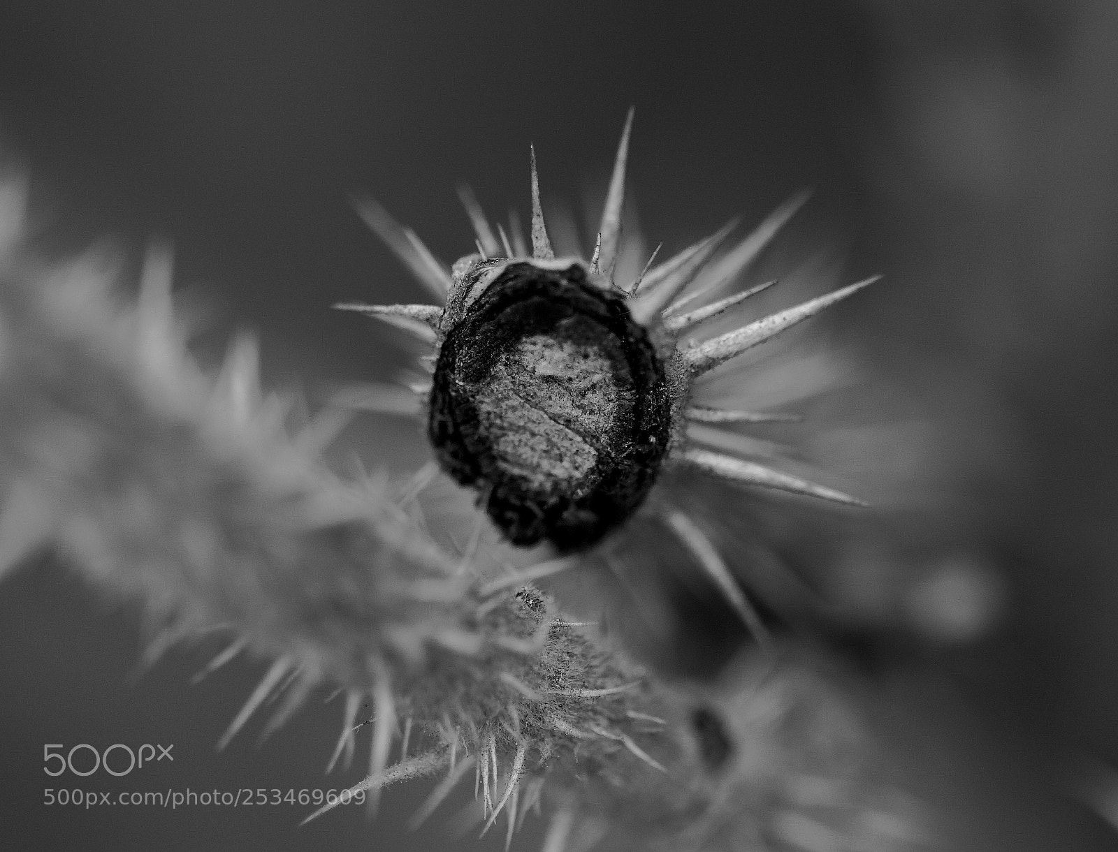 Canon EOS 7D Mark II sample photo. Spikes photography