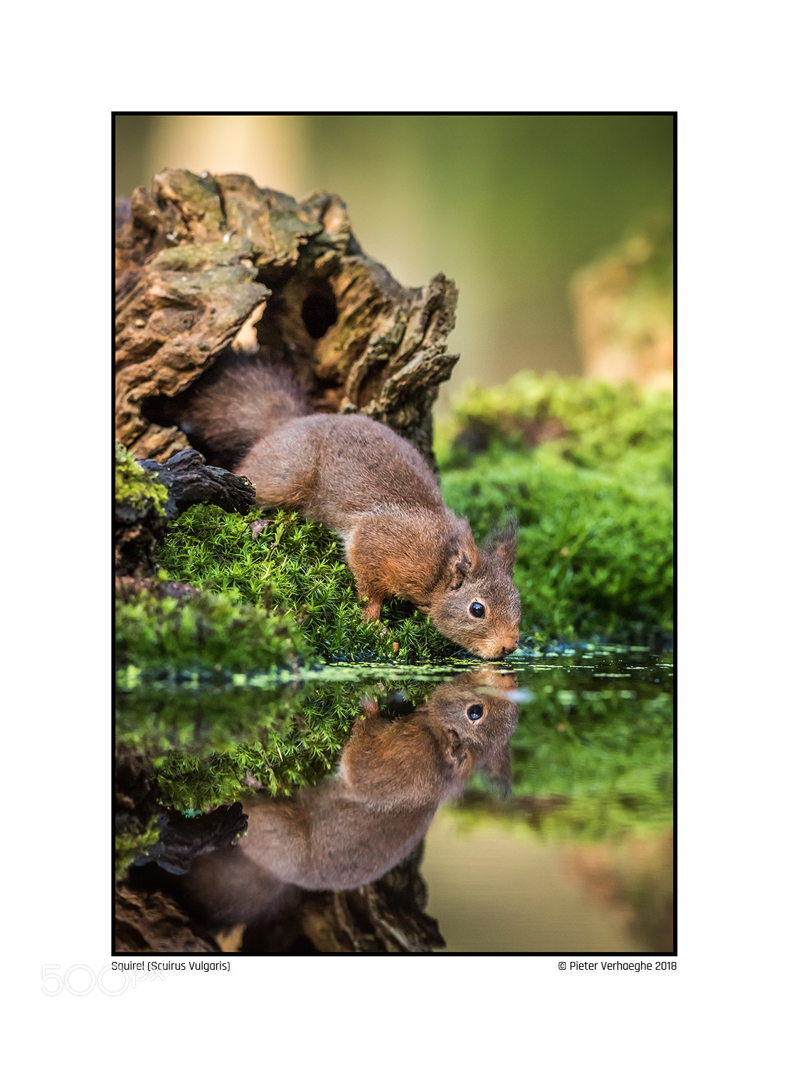 Nikon D810 sample photo. Squirrel photography