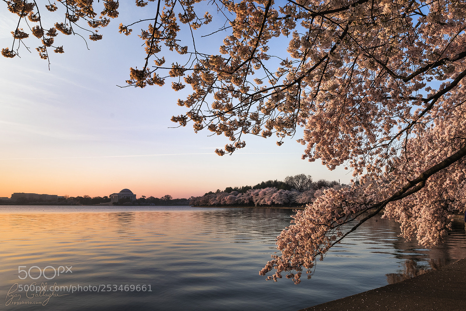 Canon EOS 7D Mark II sample photo. Sun touched blossoms photography