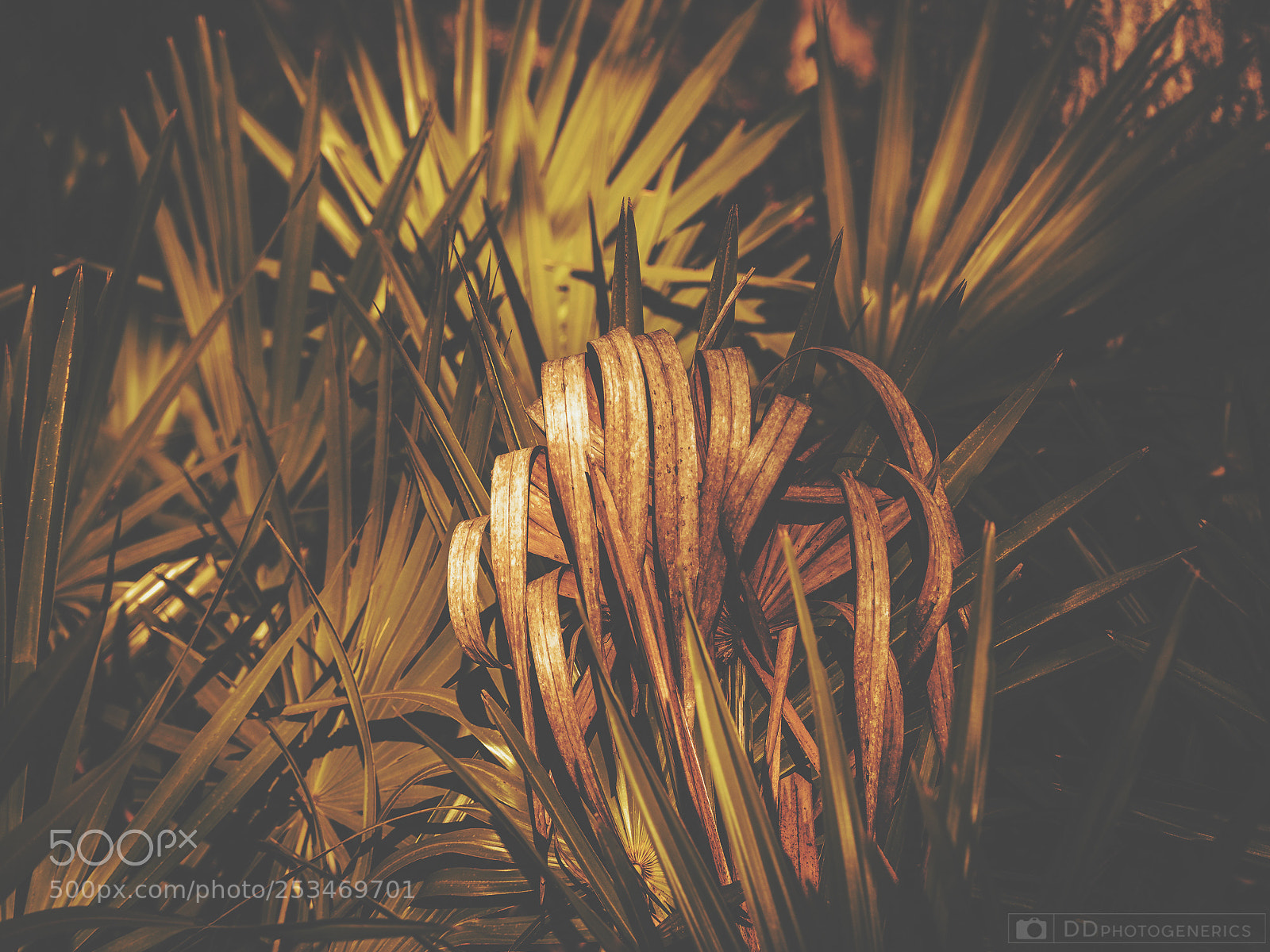 Olympus OM-D E-M1 sample photo. Florida's palmetto photography