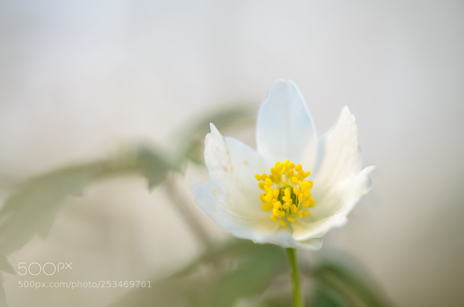 Nikon D5100 sample photo. Wood anemone photography