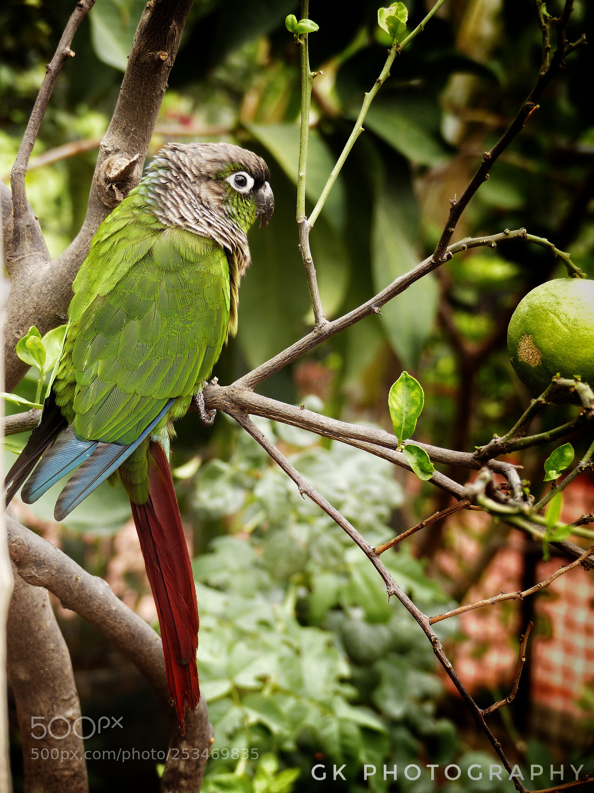 Panasonic Lumix DMC-FZ200 sample photo. Green cheek conure photography