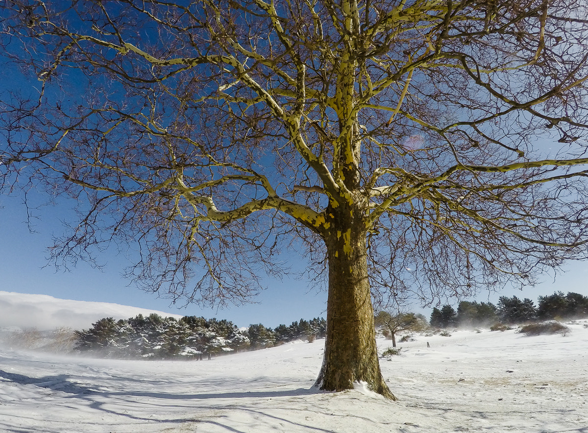 GoPro HERO4 Silver sample photo. Trees and snow photography