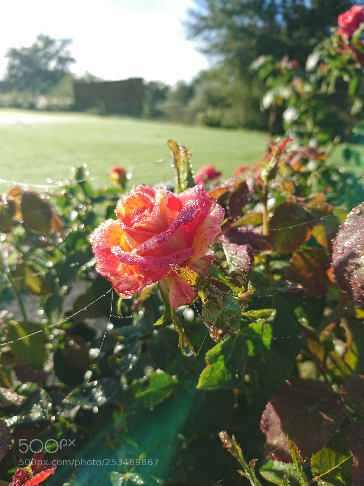 Sony Xperia XZ sample photo. Untitled photography