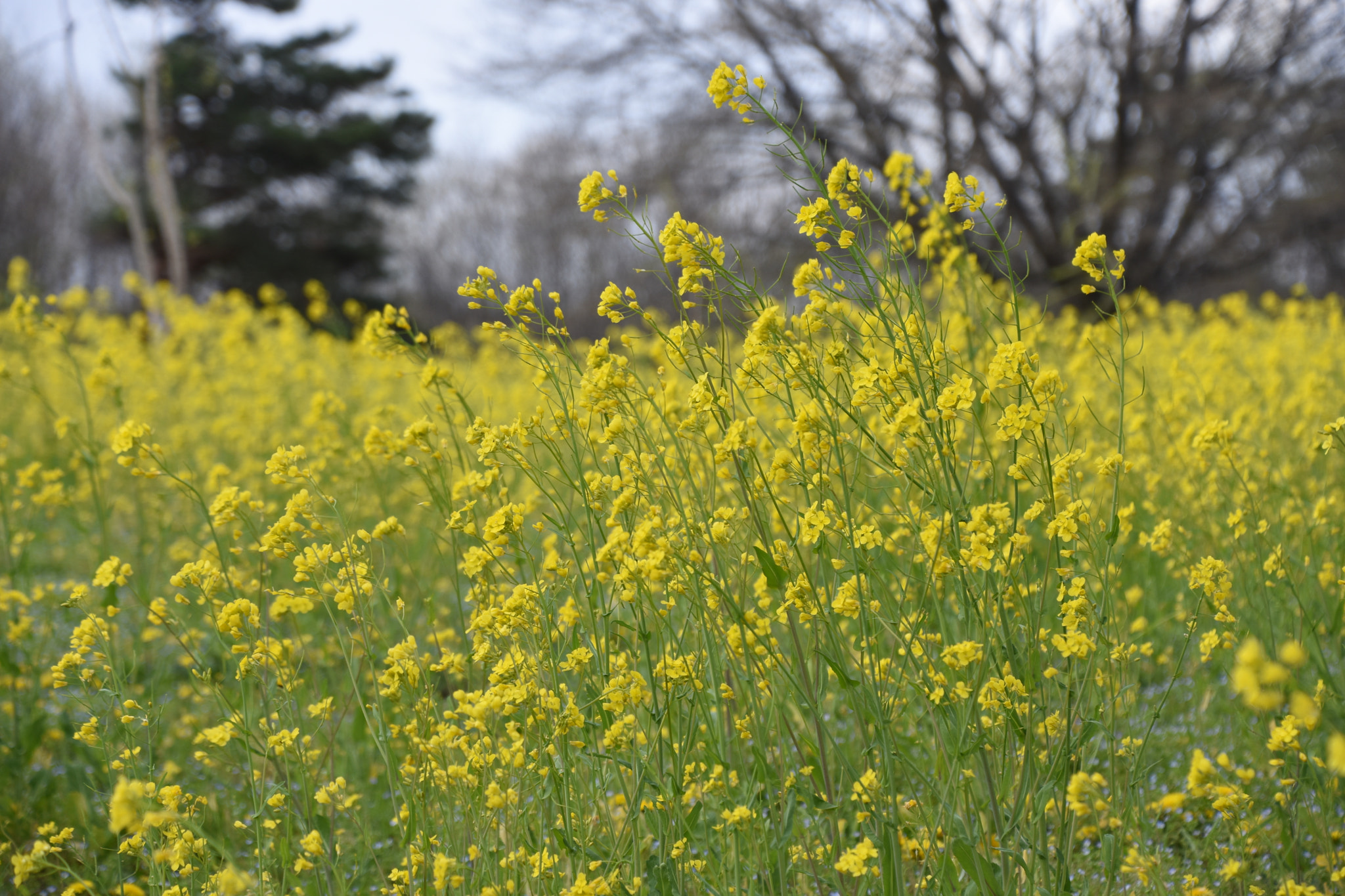 Nikon D7200 sample photo. 菜の花 photography
