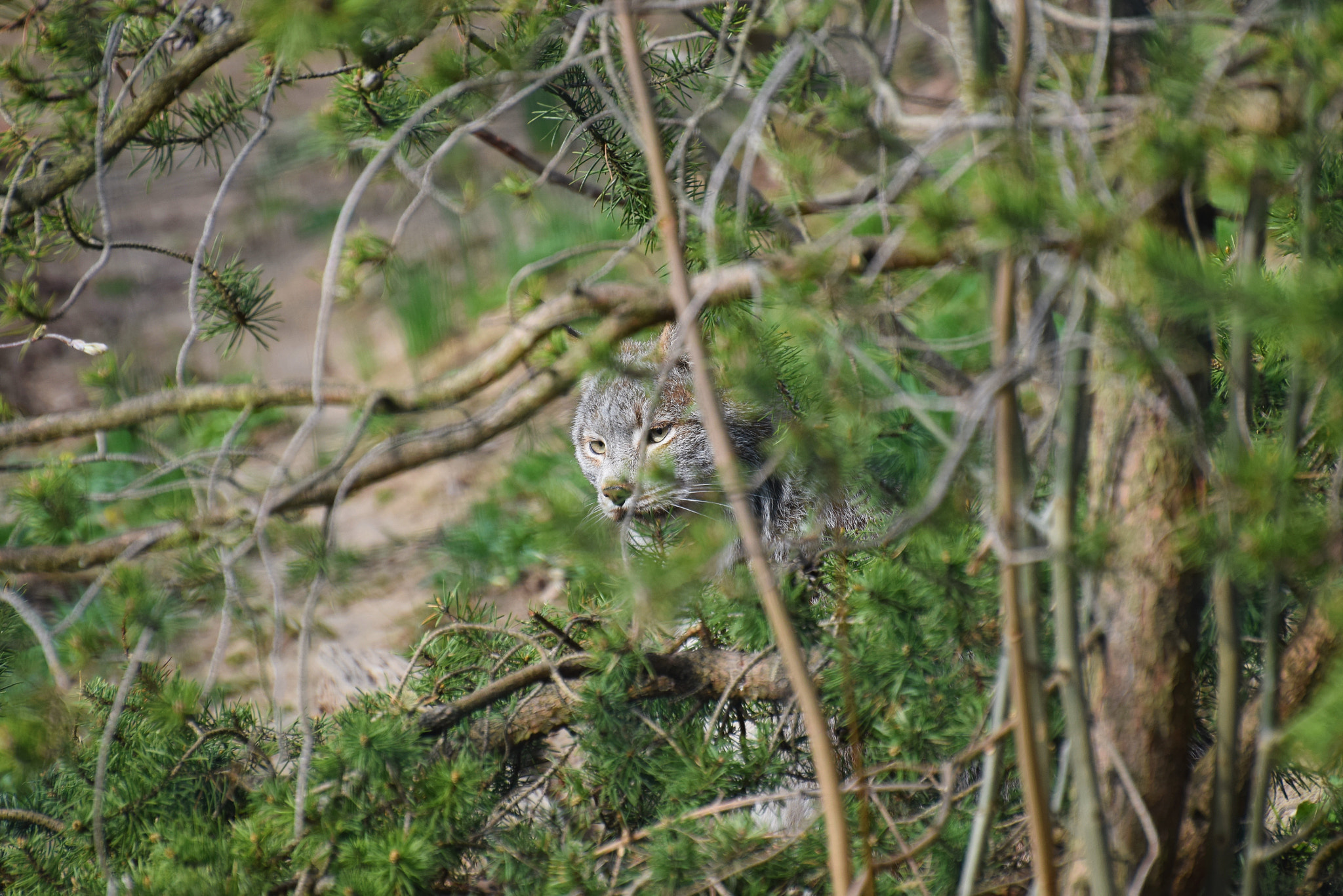 Nikon D5300 sample photo. Lynx photography
