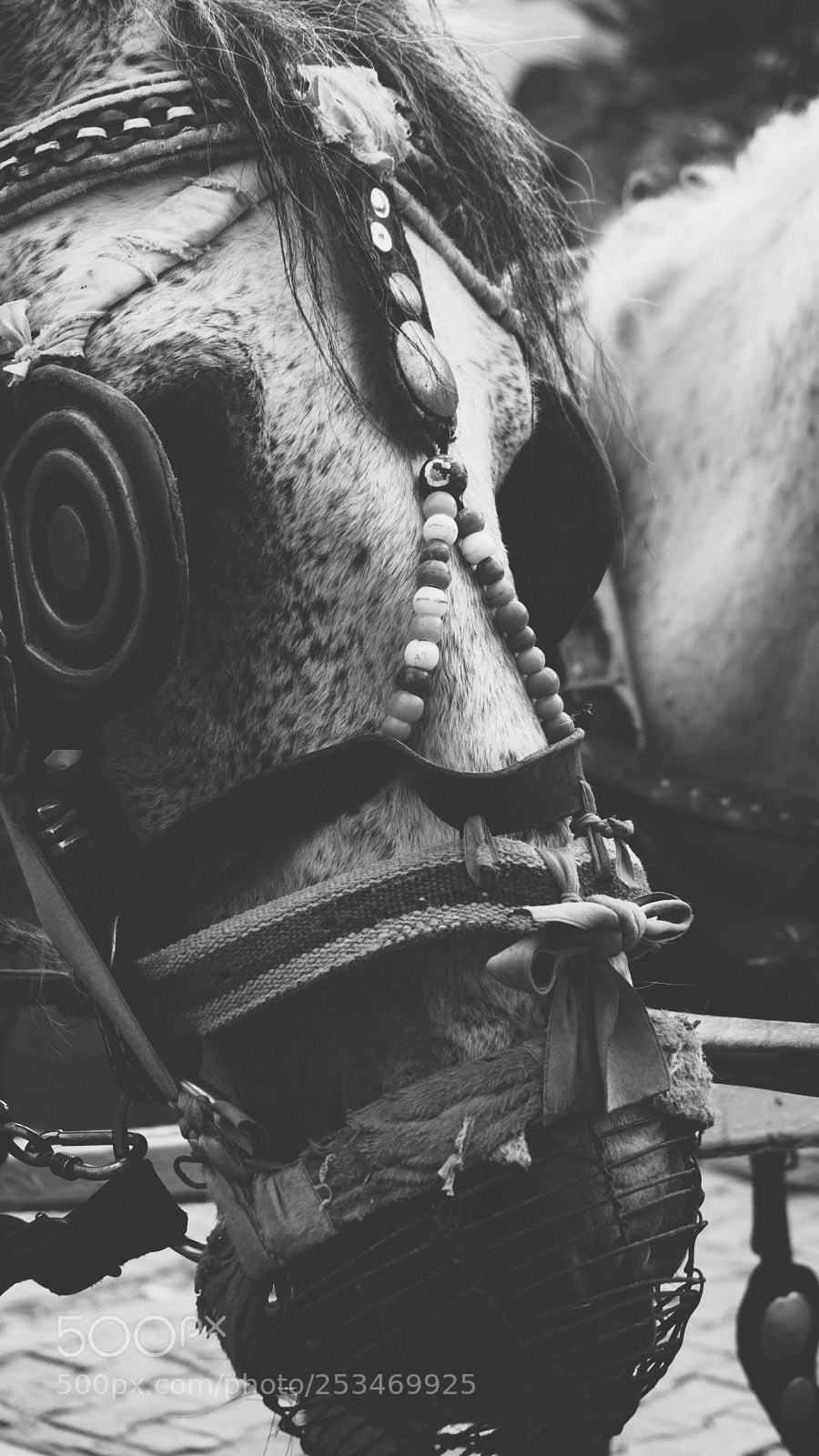 Sony a6000 sample photo. Hide photography