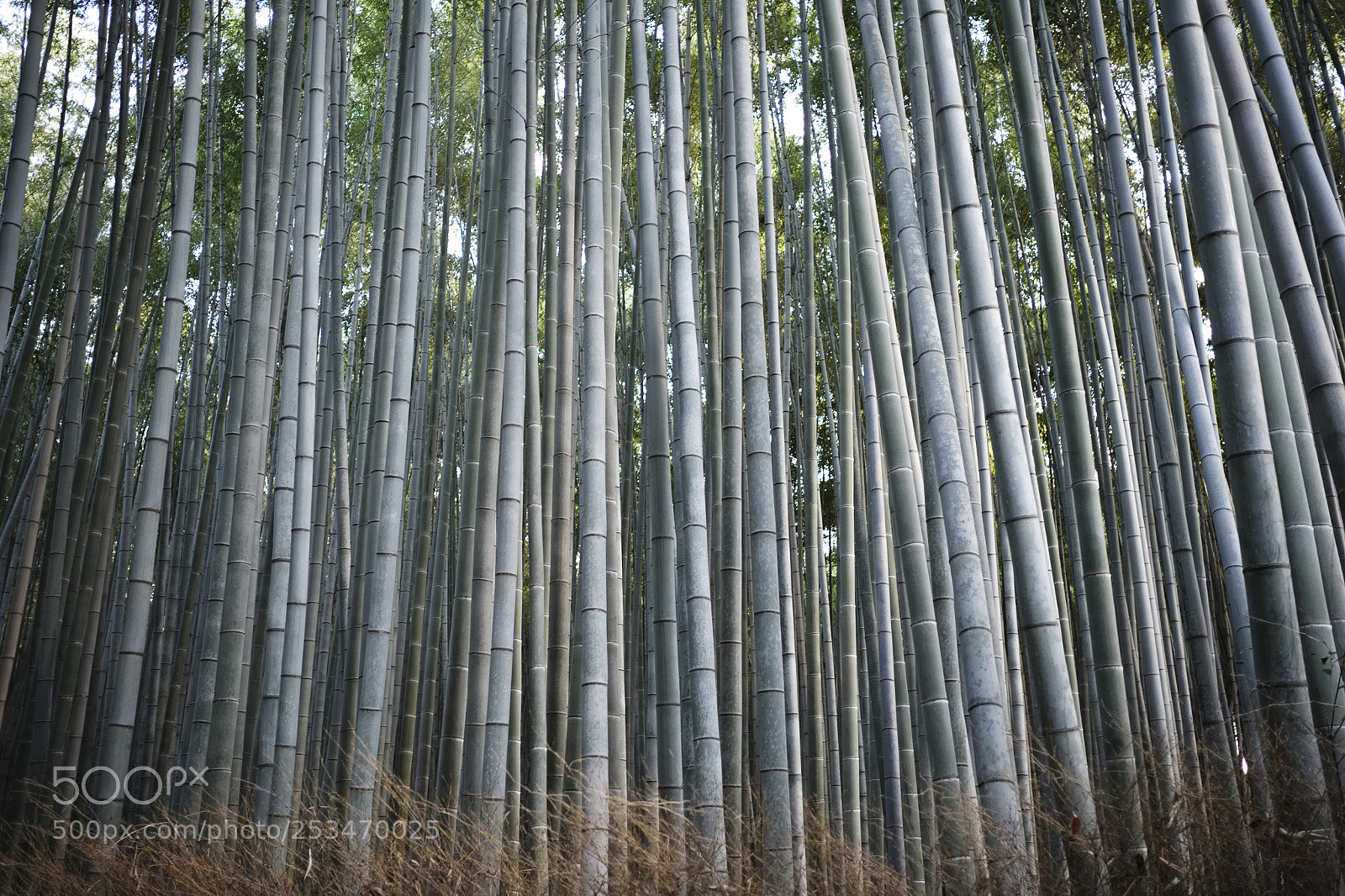 Fujifilm X-T1 sample photo. Bamboo forest photography