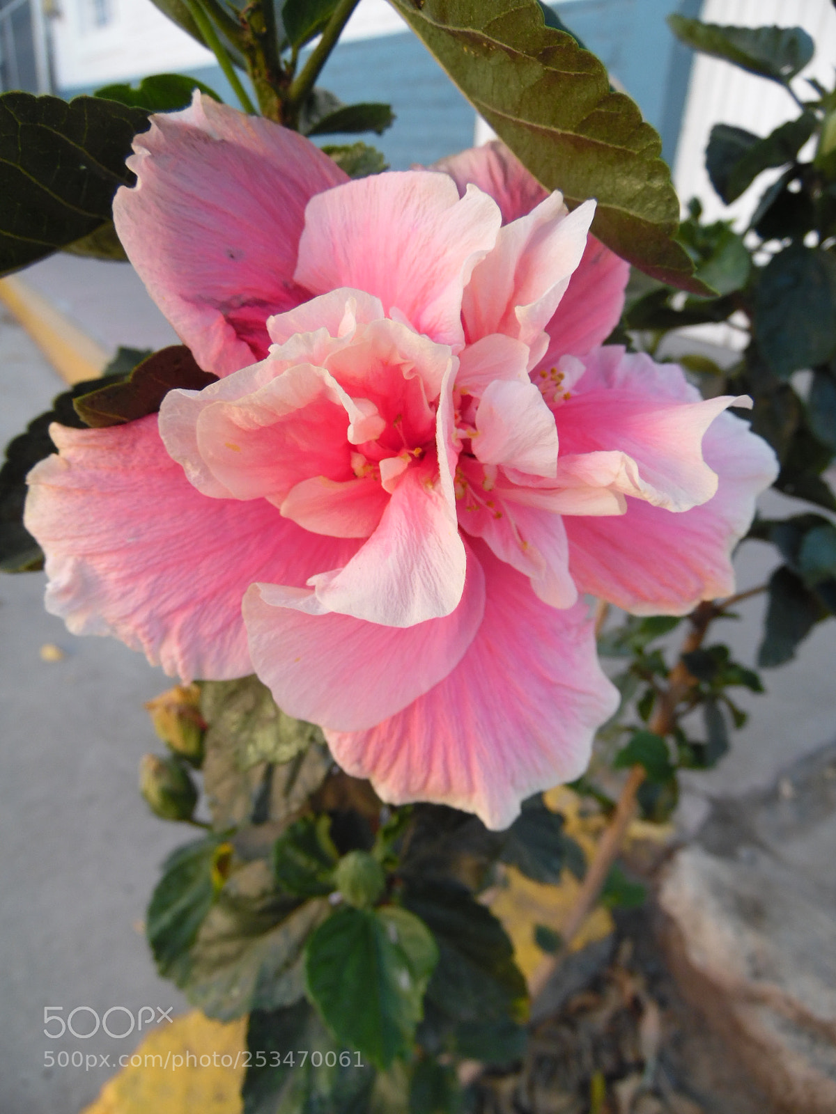 Samsung WB1100F/WB1101F/WB1102F sample photo. Savage and beautiful photography
