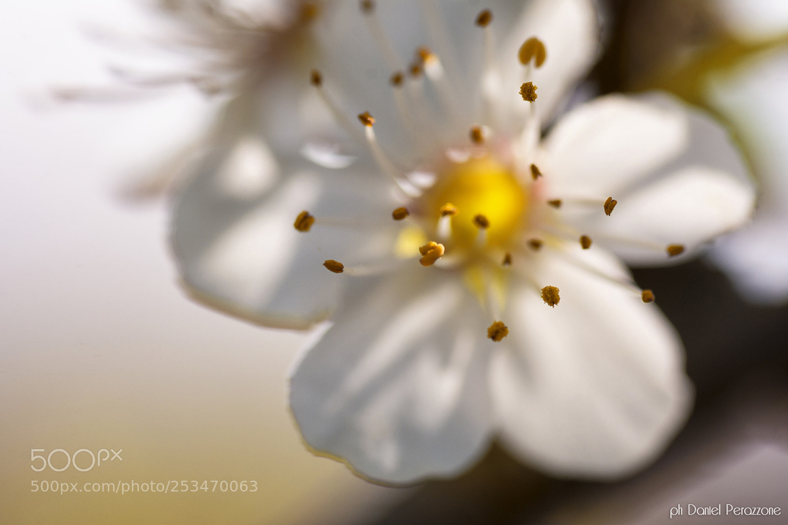 Nikon D7100 sample photo. Take a walk on photography