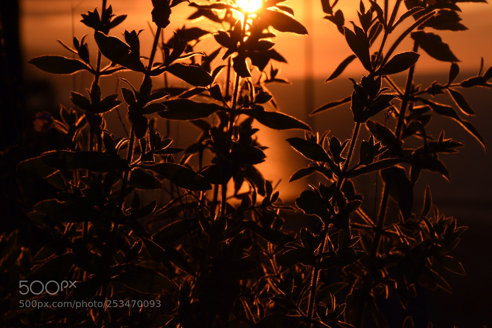Nikon D7200 sample photo. Img photography