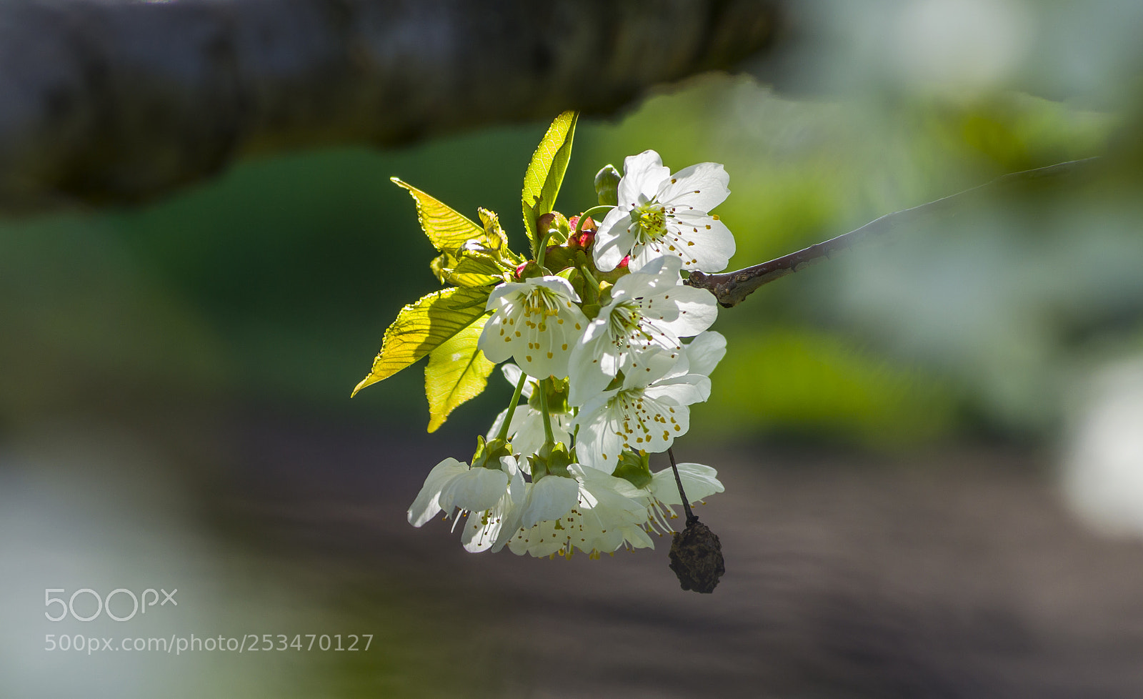 Nikon D3100 sample photo. Tavaszi cseresznye..spring cherry photography