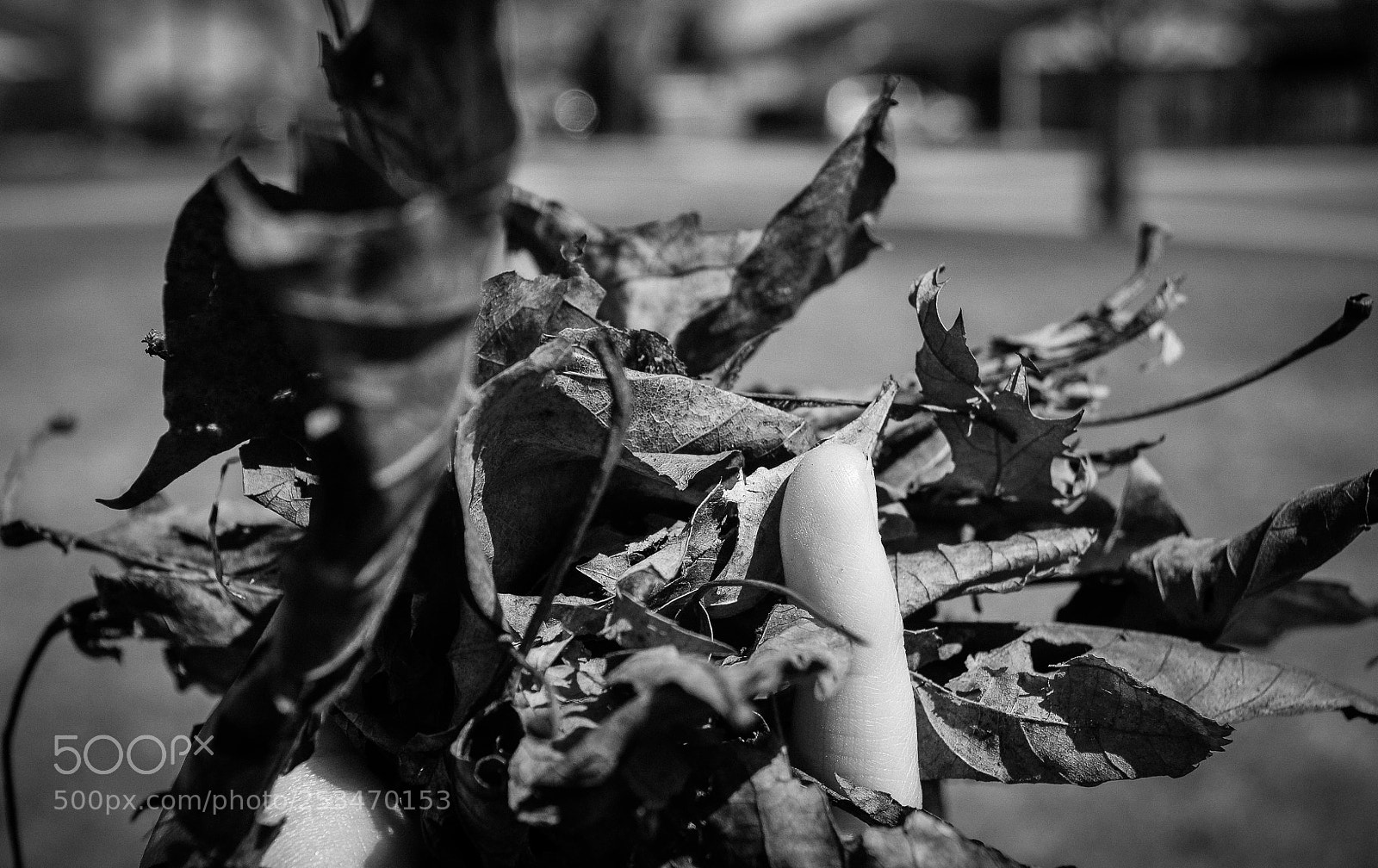Nikon D3100 sample photo. B&w photography
