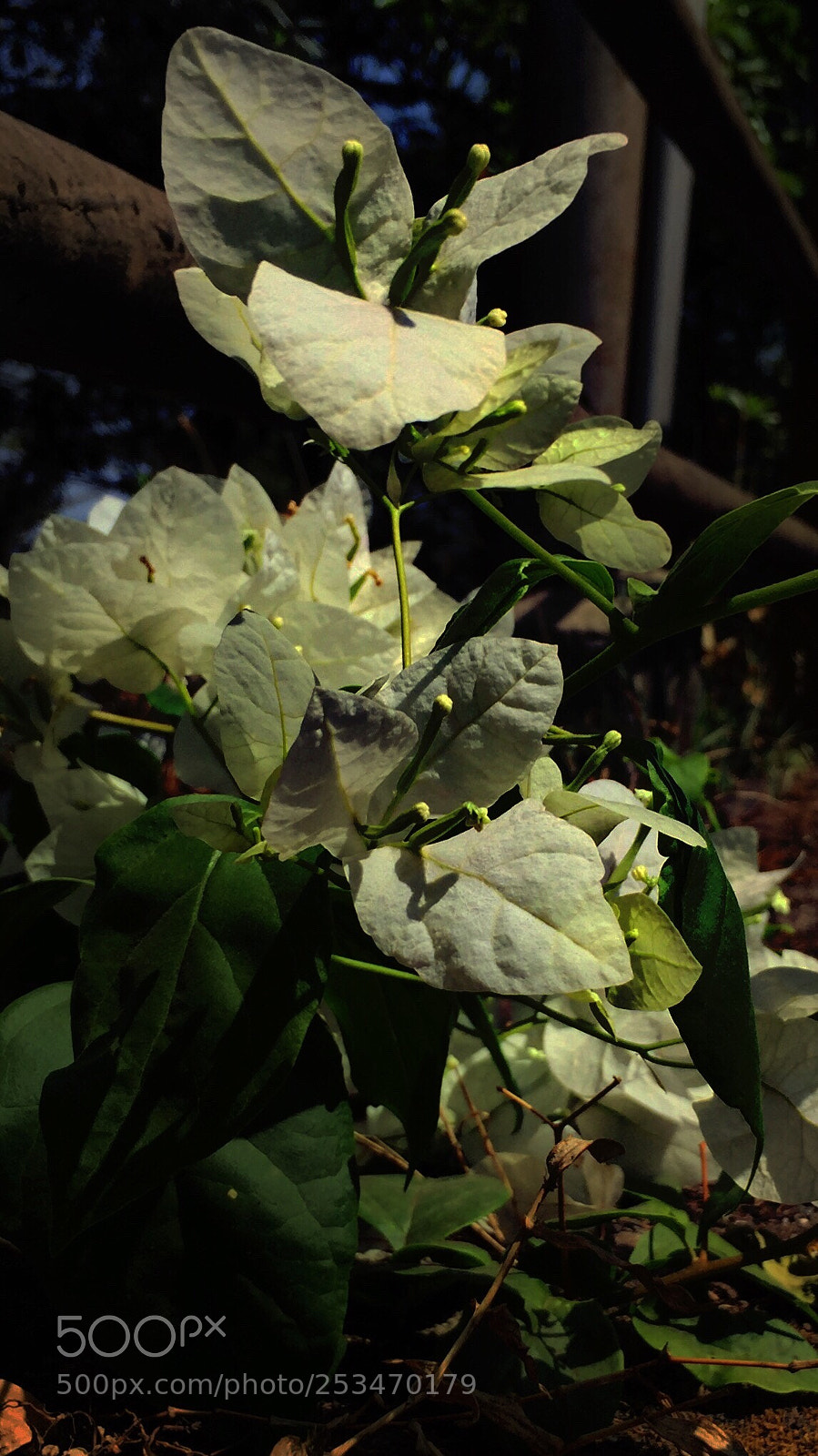 Apple iPhone 6 sample photo. Beauty photography