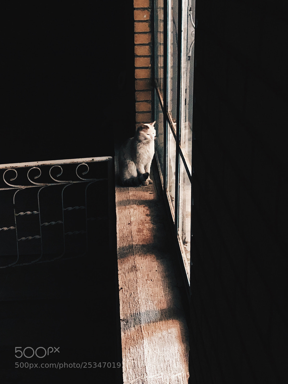 Apple iPhone 8 Plus sample photo. Untitled photography