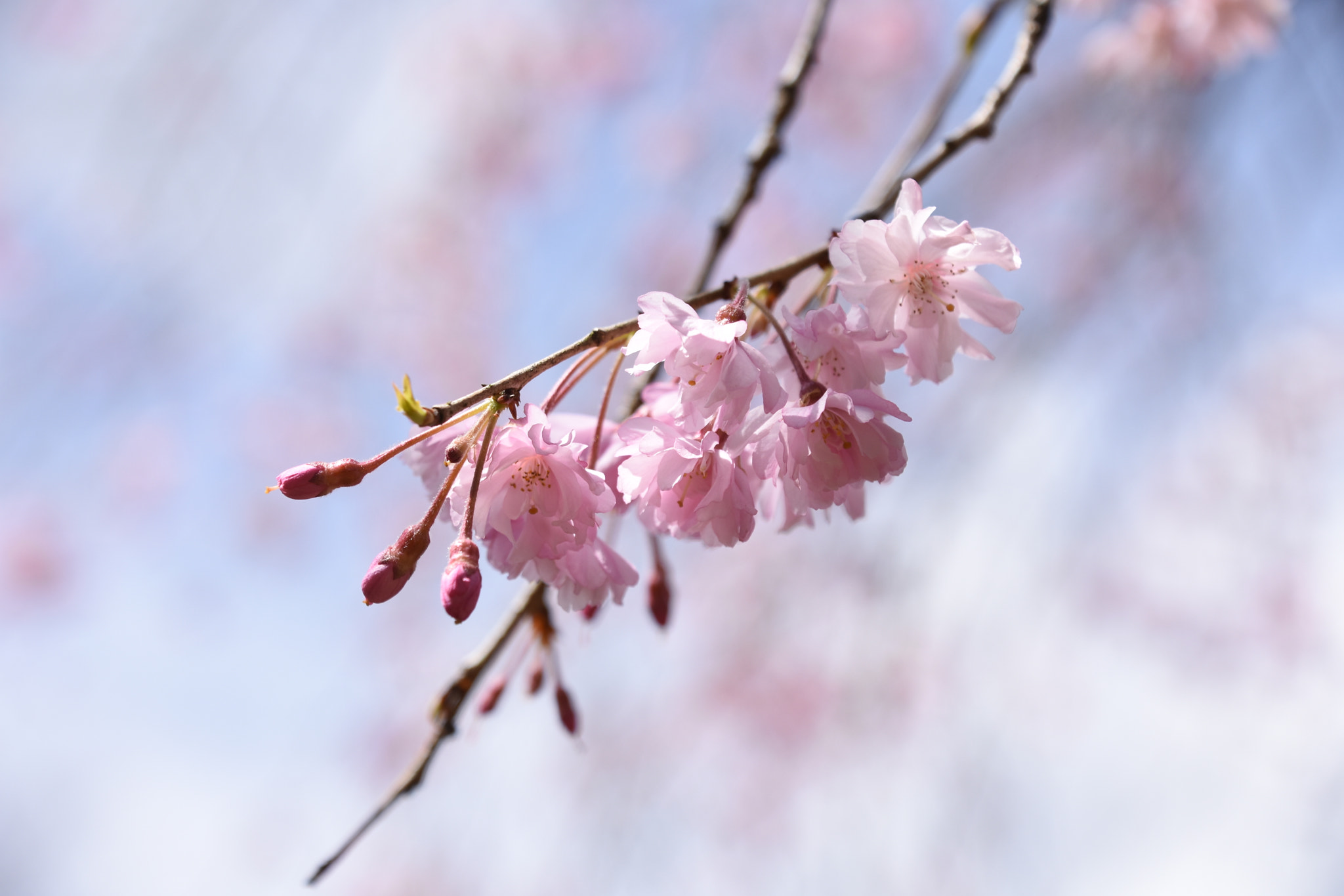 Nikon D7200 sample photo. Sakura 2018-1 photography