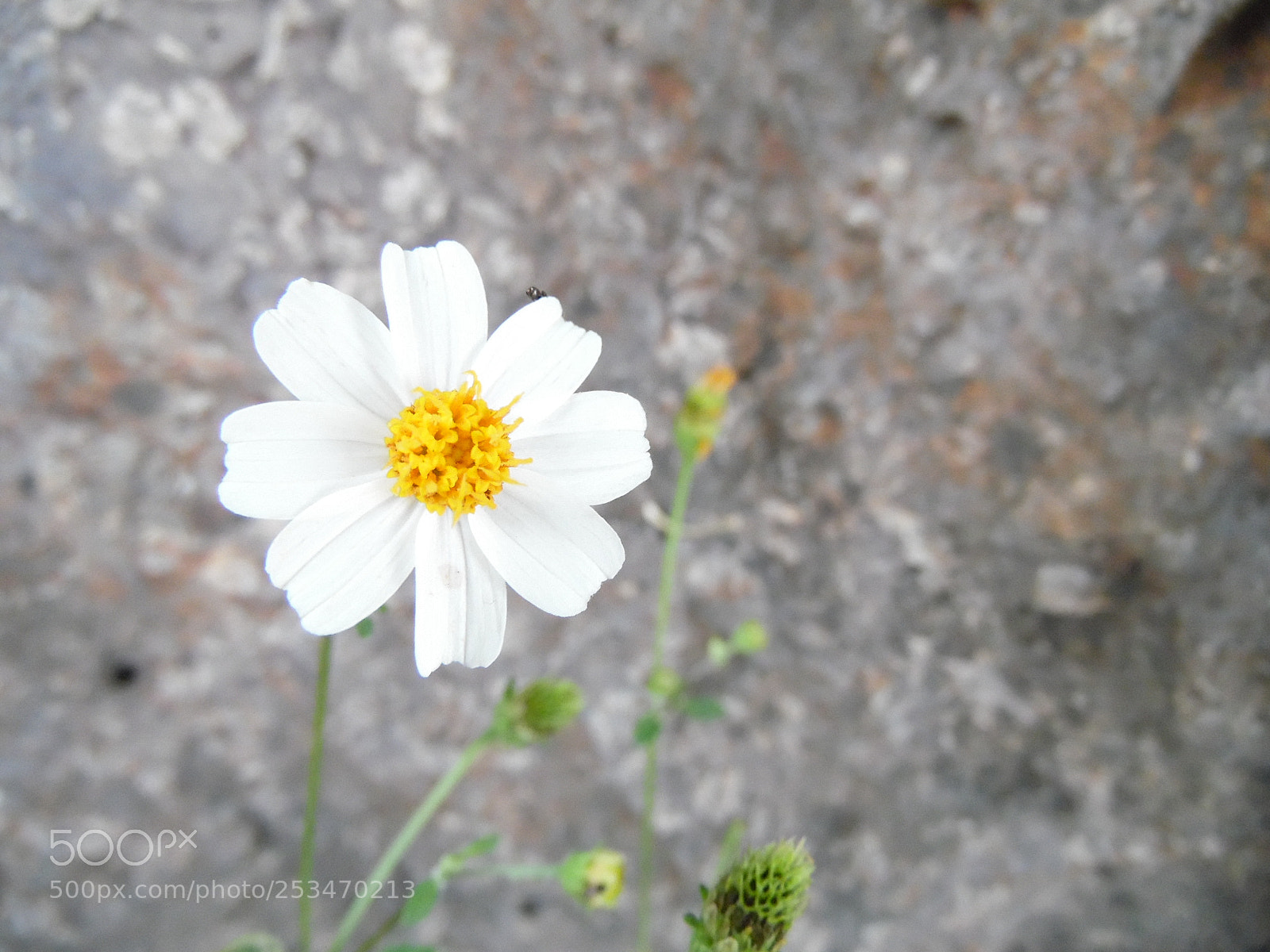 Samsung WB1100F/WB1101F/WB1102F sample photo. Little being photography
