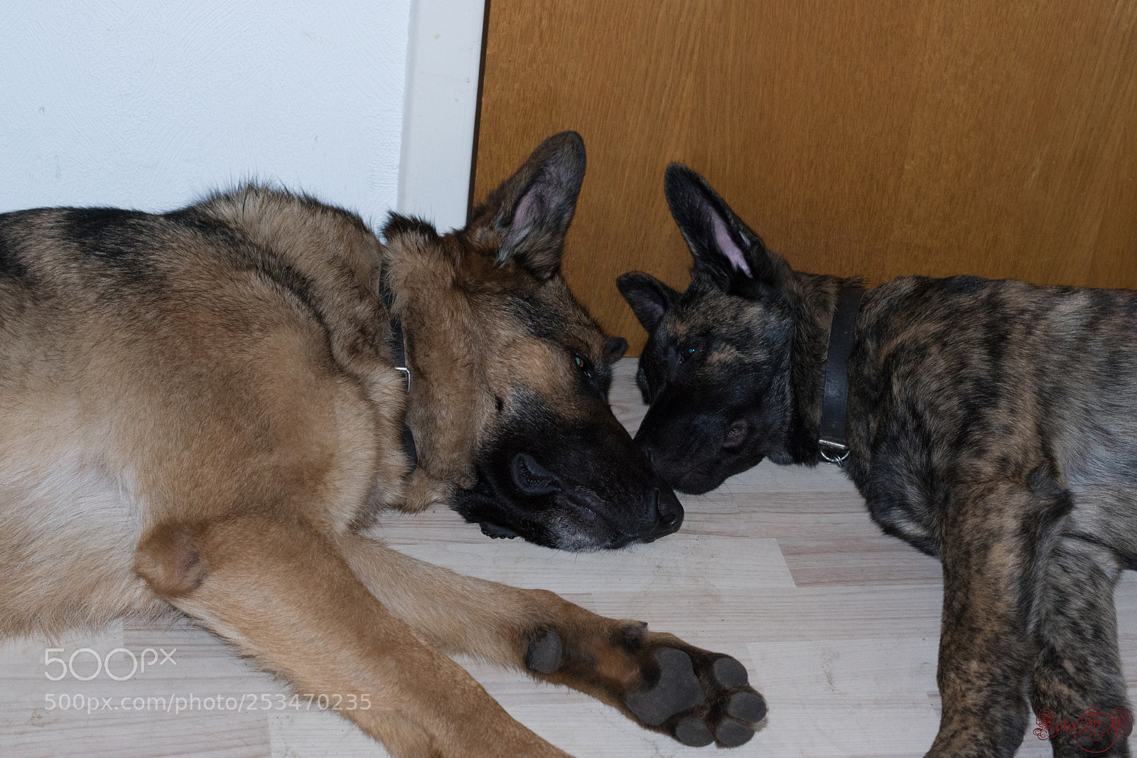 Sony ILCA-77M2 sample photo. Galdur photography